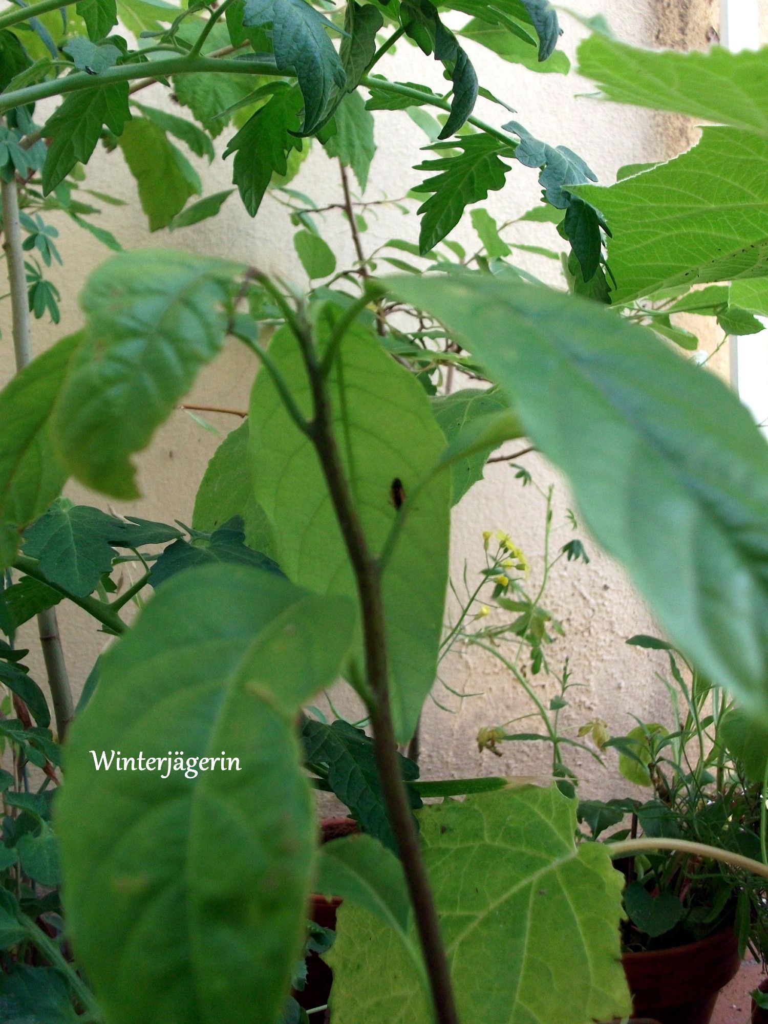 Ladybug-bug. Larva on avocado.  Around this arrangement are tomato to the left and zucchini to the right. In the background, this yellow blooming fellow, this is Senf, canola.