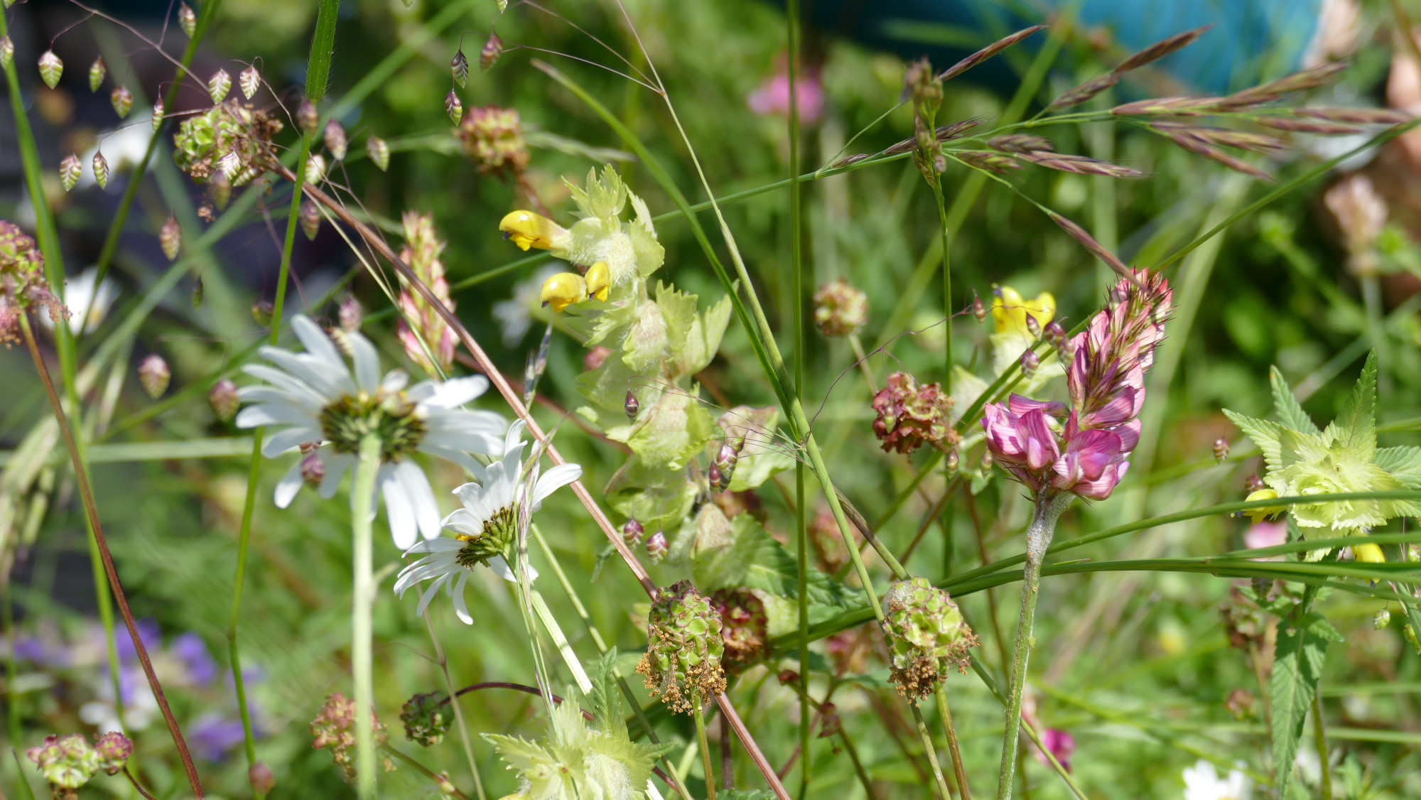 A mixture of wildflowers