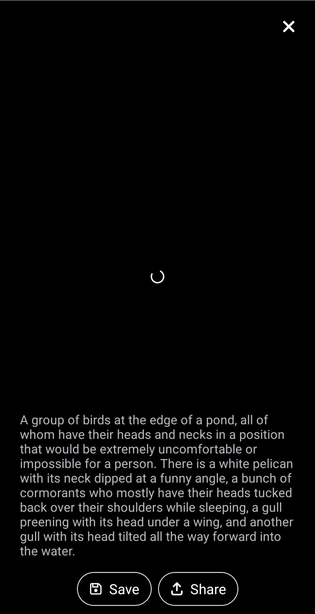 Black screen, but with alt text at the bottom describing the group of birds in the photo that is still loading.