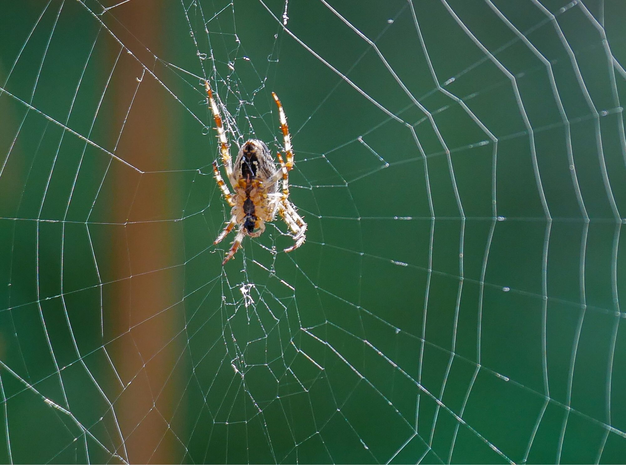 Golden cross orb weaver girl, casting her net for breakfast