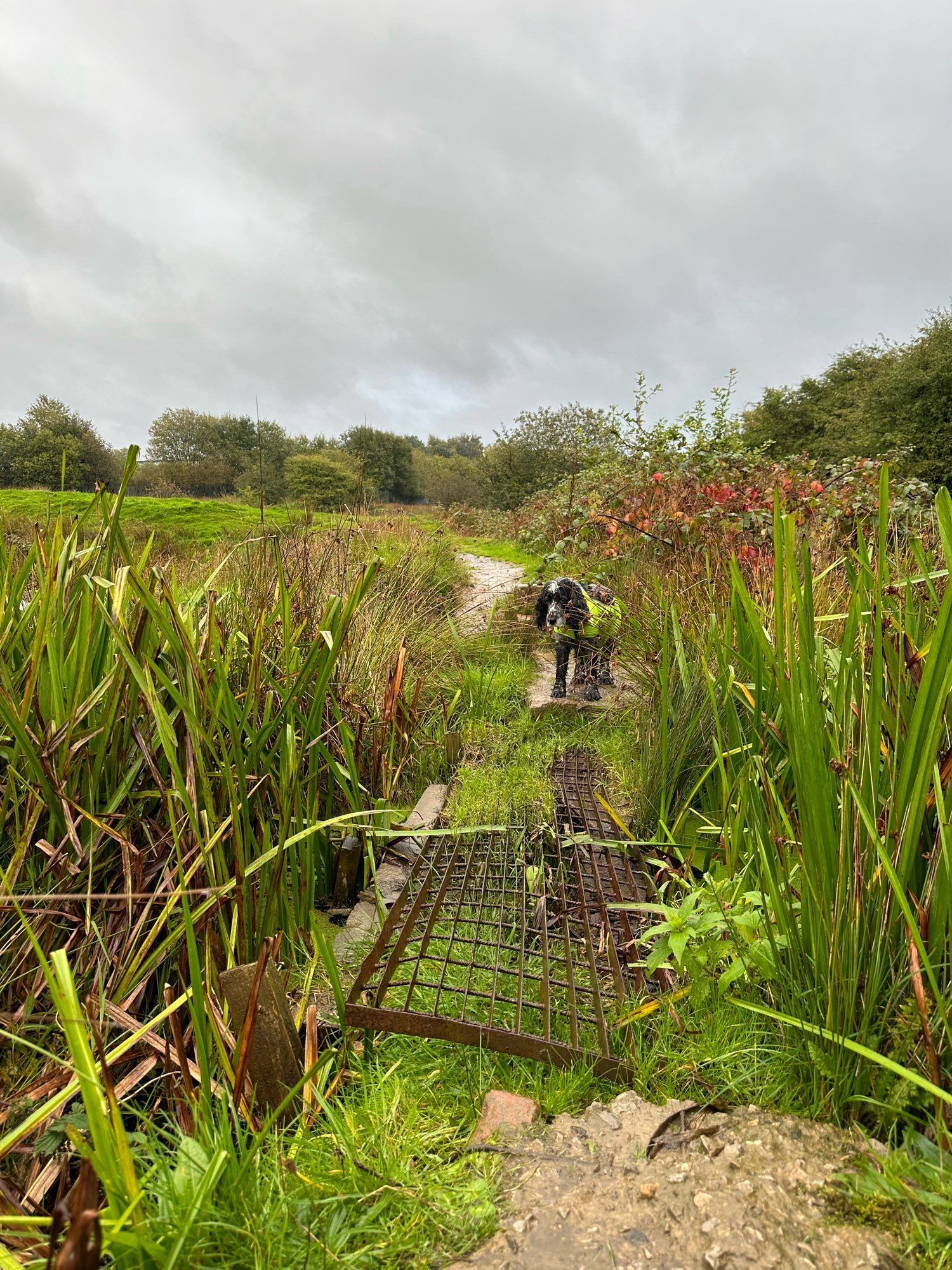 A metal mesh bridge in reeds crossing a small gap linking concrete steps between two old mill lodges in a green tree-lined valley; a cocker spaniel in a hello and black coat stands on the far end looking at the camera