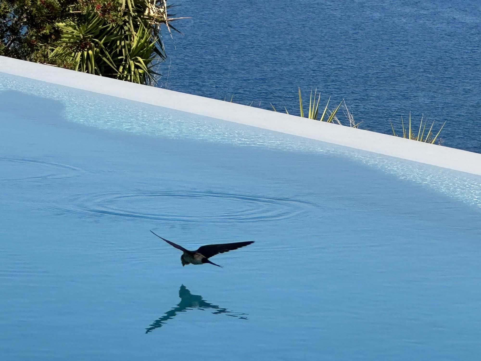 A swallow diving over an infinity pool overlooking the sea