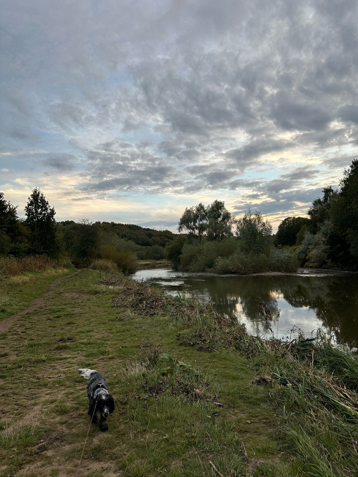 A cocker spaniel walks beside a river, plants flattened on the edge where there has been flood water; overhead broken clouds and hints of gold from the setting sun, trees on the far bank