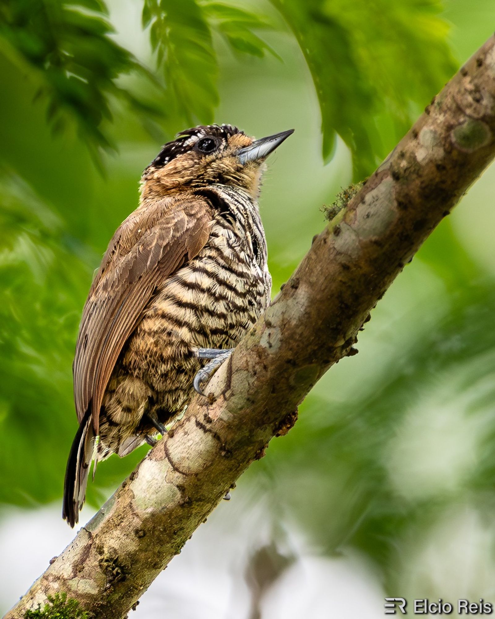 O picapauzinho-de-coleira é uma ave piciforme da família Picidae. Também conhecido como pica-pau-anão-de-pescoço-castanho e pica-pau-anão-de-coleira.

Mede aproximadamente 9 centímetros. Alguns autores consideram esta ave como subespécie do picapauzinho-barrado (Picumnus cirratus) ao qual realmente se assemelha muito, mas o Comitê Brasileiro de Registros Ornitológicos (CBRO), em resolução publicada em 2001, passou a considerá-las como espécies distintas, sendo que o picapauzinho-de-coleira se diferencia do picapauzinho-barrado por apresentar uma região de coloração ocrácea na face e pescoço e por ter a coloração geral mais castanha, especialmente nas partes superiores. O macho apresenta as manchas da testa vermelhas enquanto na fêmea estas são brancas. O macho imaturo, já próximo da maturidade, apresenta barras das partes inferiores quase definidas e a testa sem manchas brancas.
Seu canto é um trinado muito típico, lembrando um pouco o de alguns grilos.