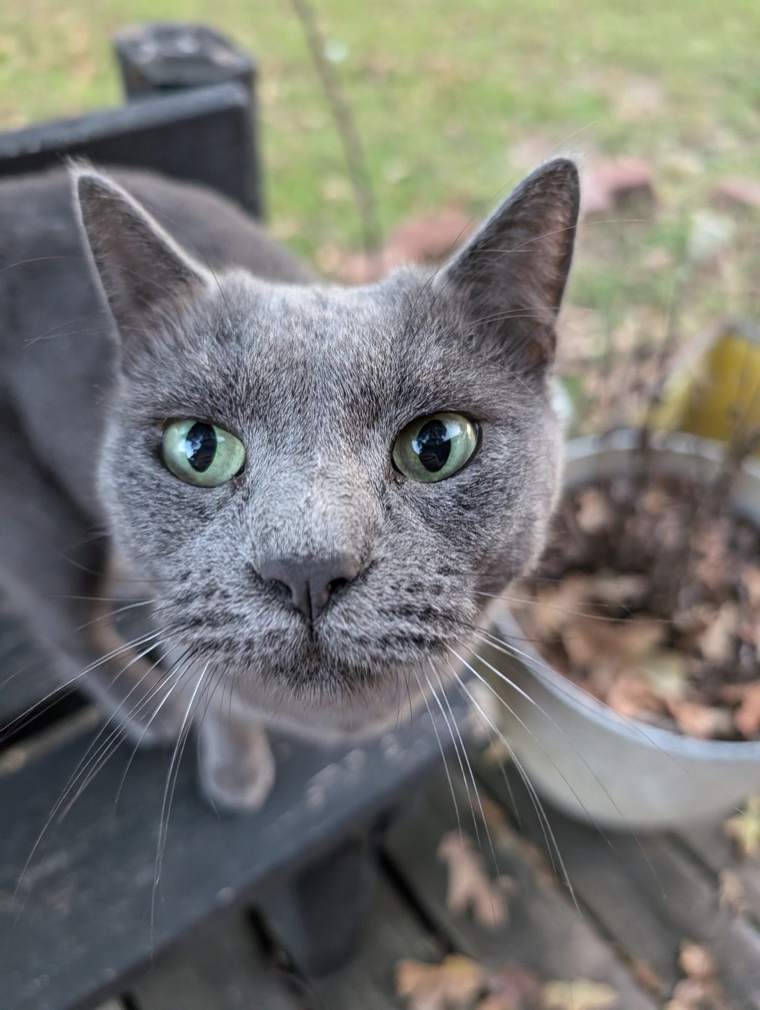 a grey cat with green eyes sniffs the camera.