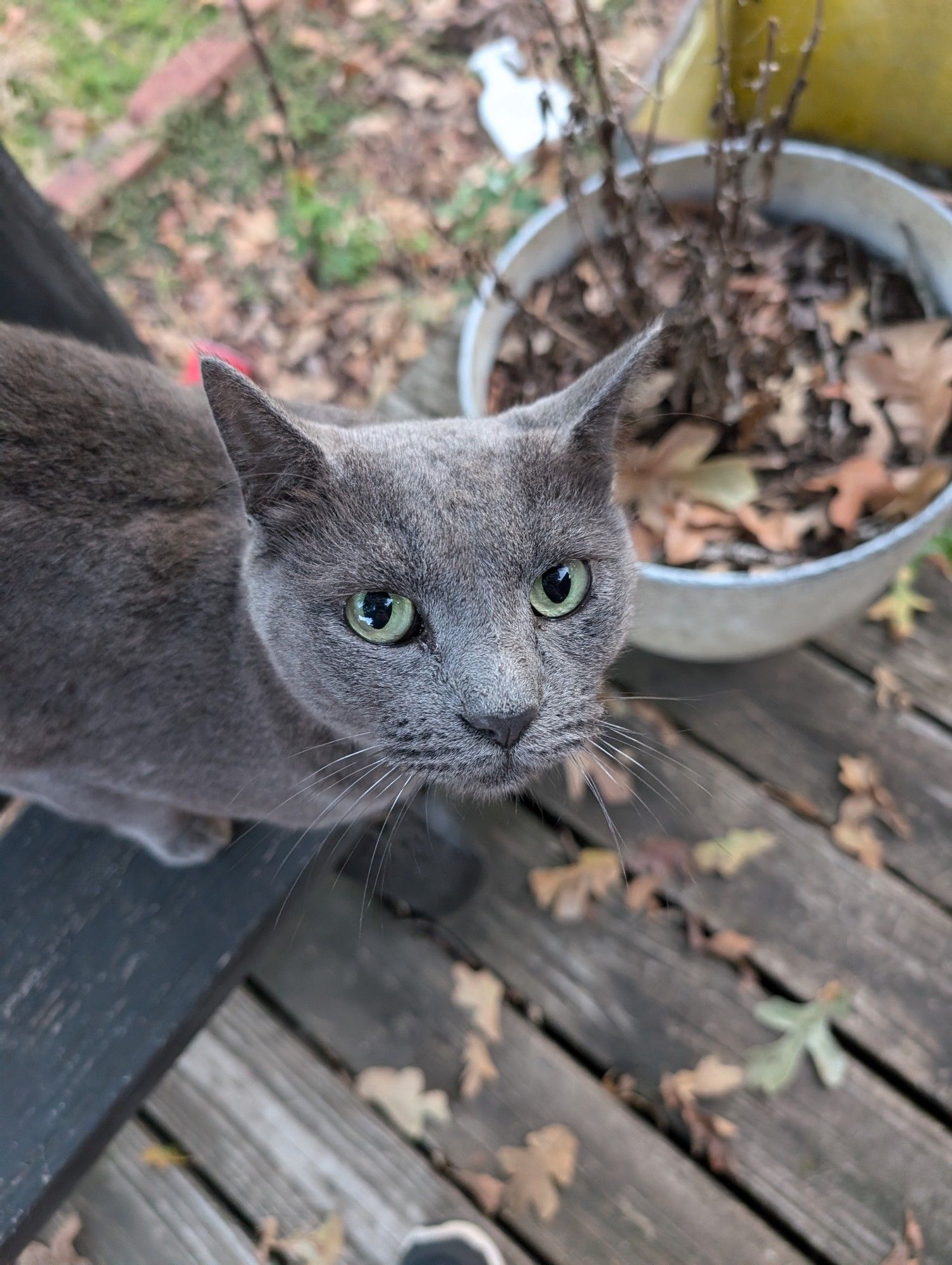 the same grey cat with pale green eyes looks up at the camera.