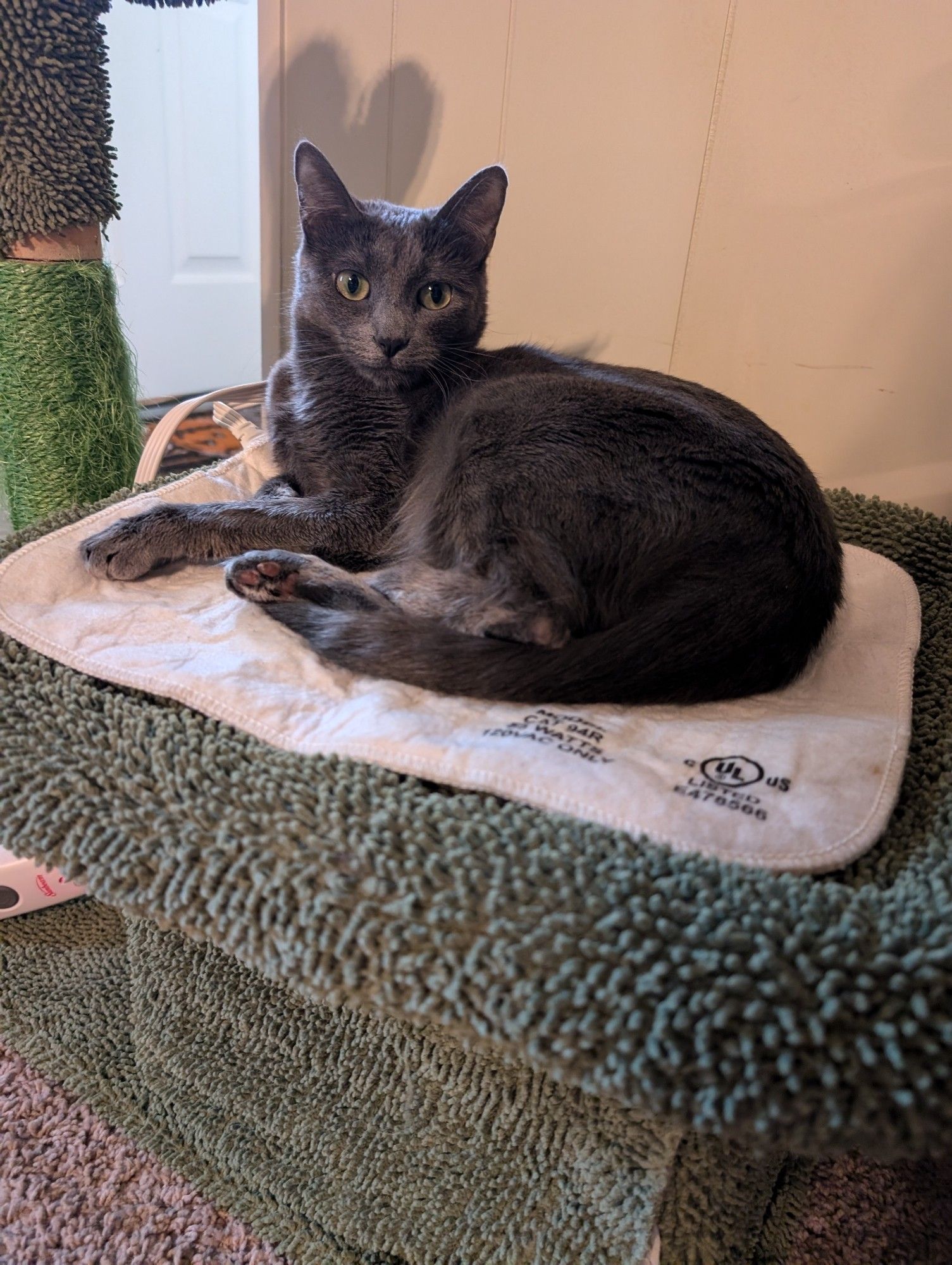 same grey cat looking at the camerawoman. she looks regal now.