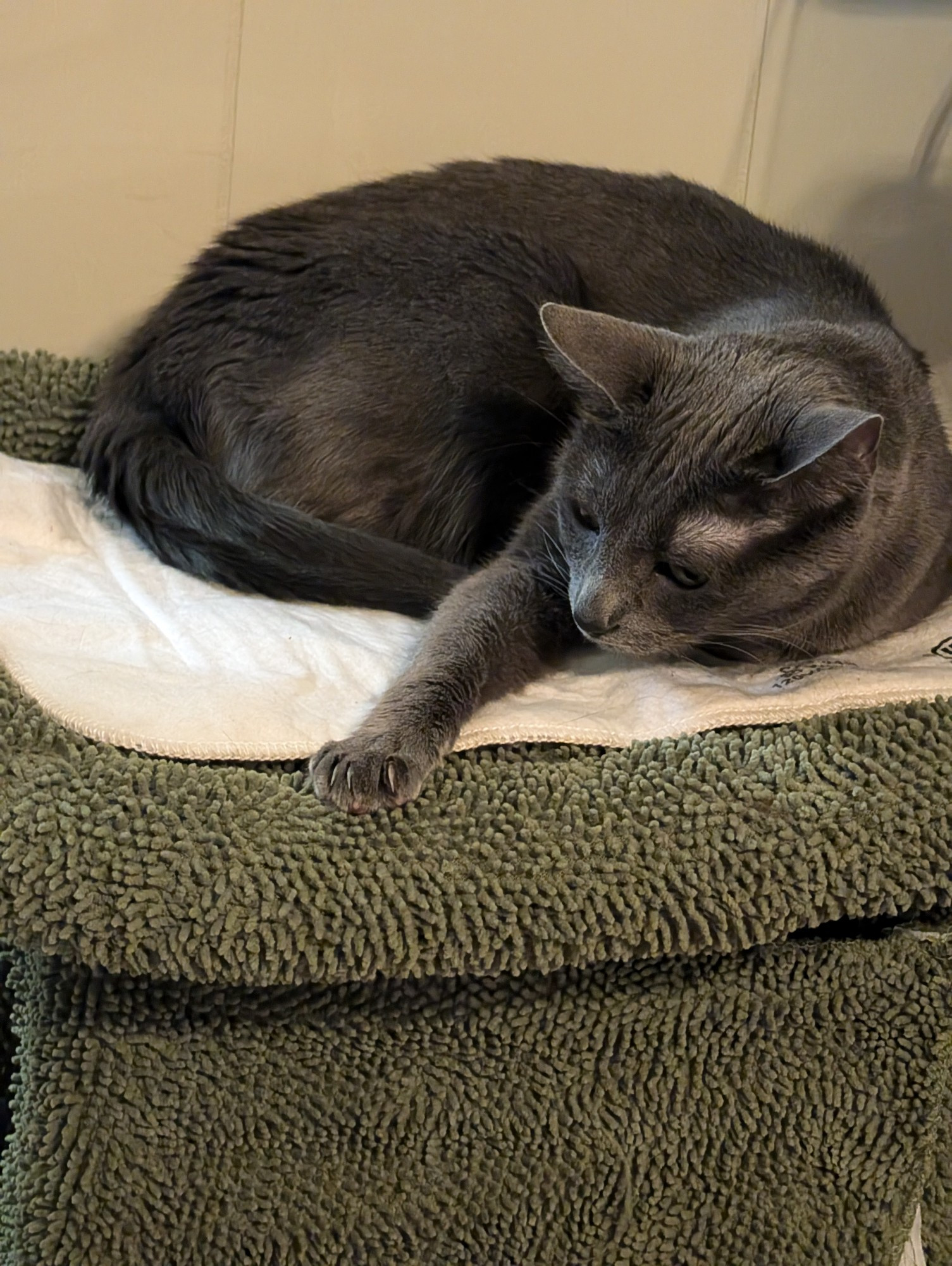 a small gray cat lies curled up on a heating blanket on a green fuzzy piece of cat furniture. she looks sleepy.