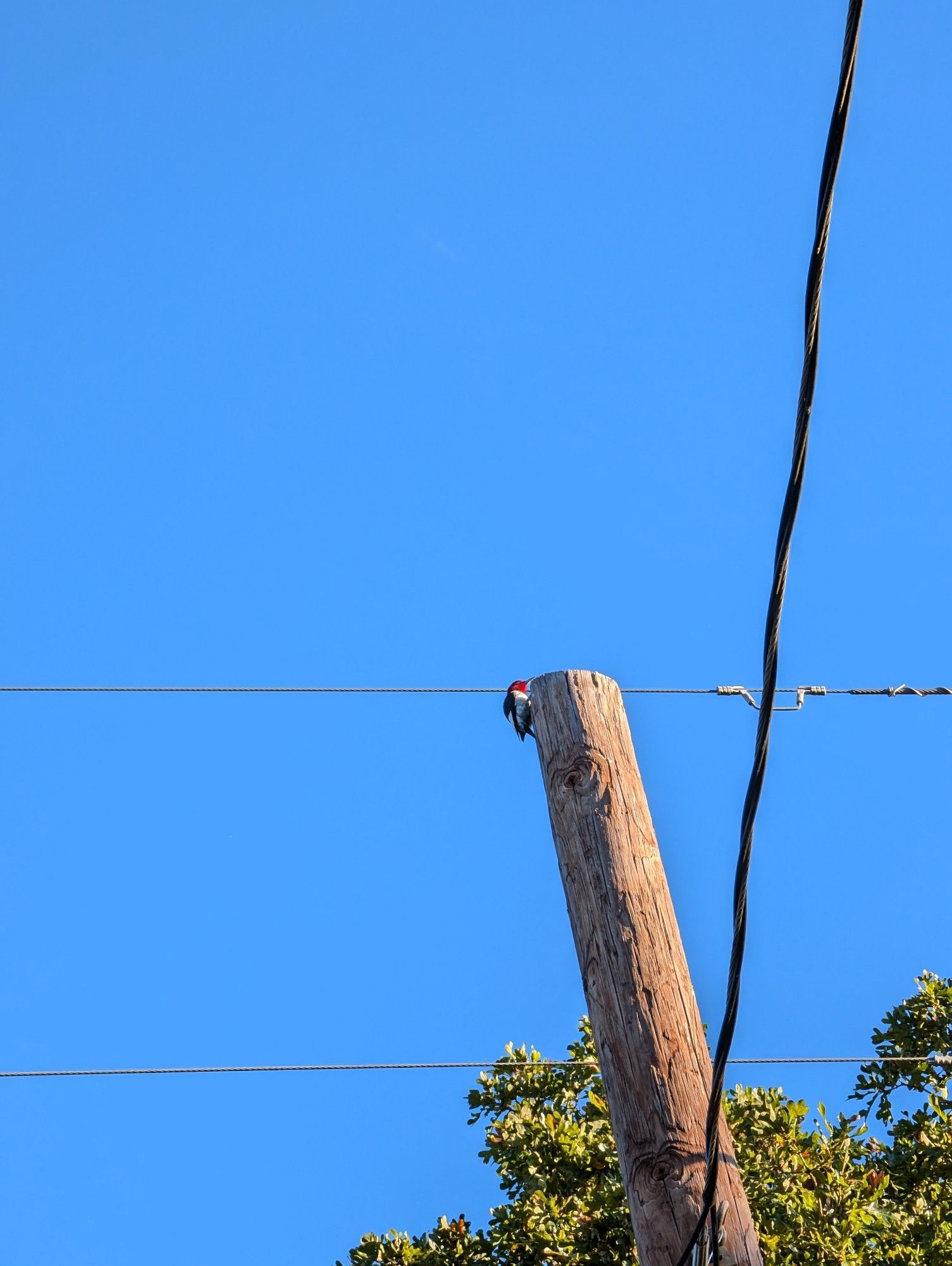 a tiny woodpecker on top of an electric pole.