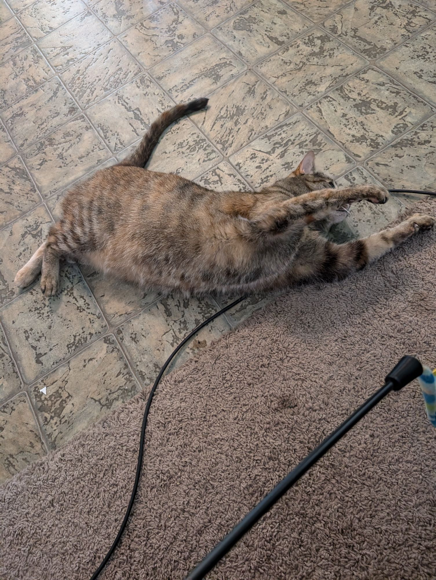 a tubby tortoiseshell tabby cat stretches sideways on the floor to attack a toy. her tail is raised in play mode, and her face is obscured by a paw in action.