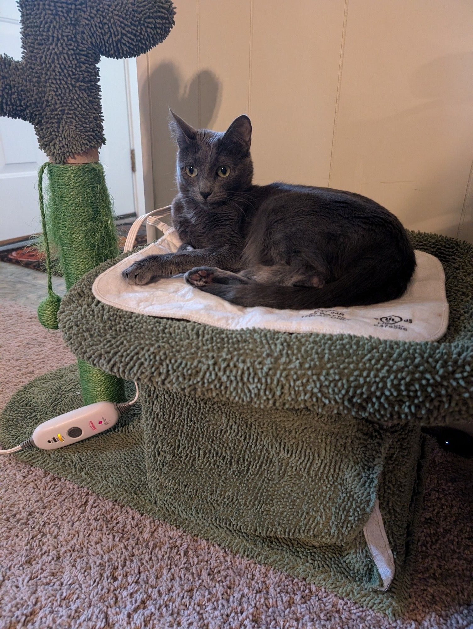 a small grey cat lying on a tiny heating pad. she looks calm and at peace.