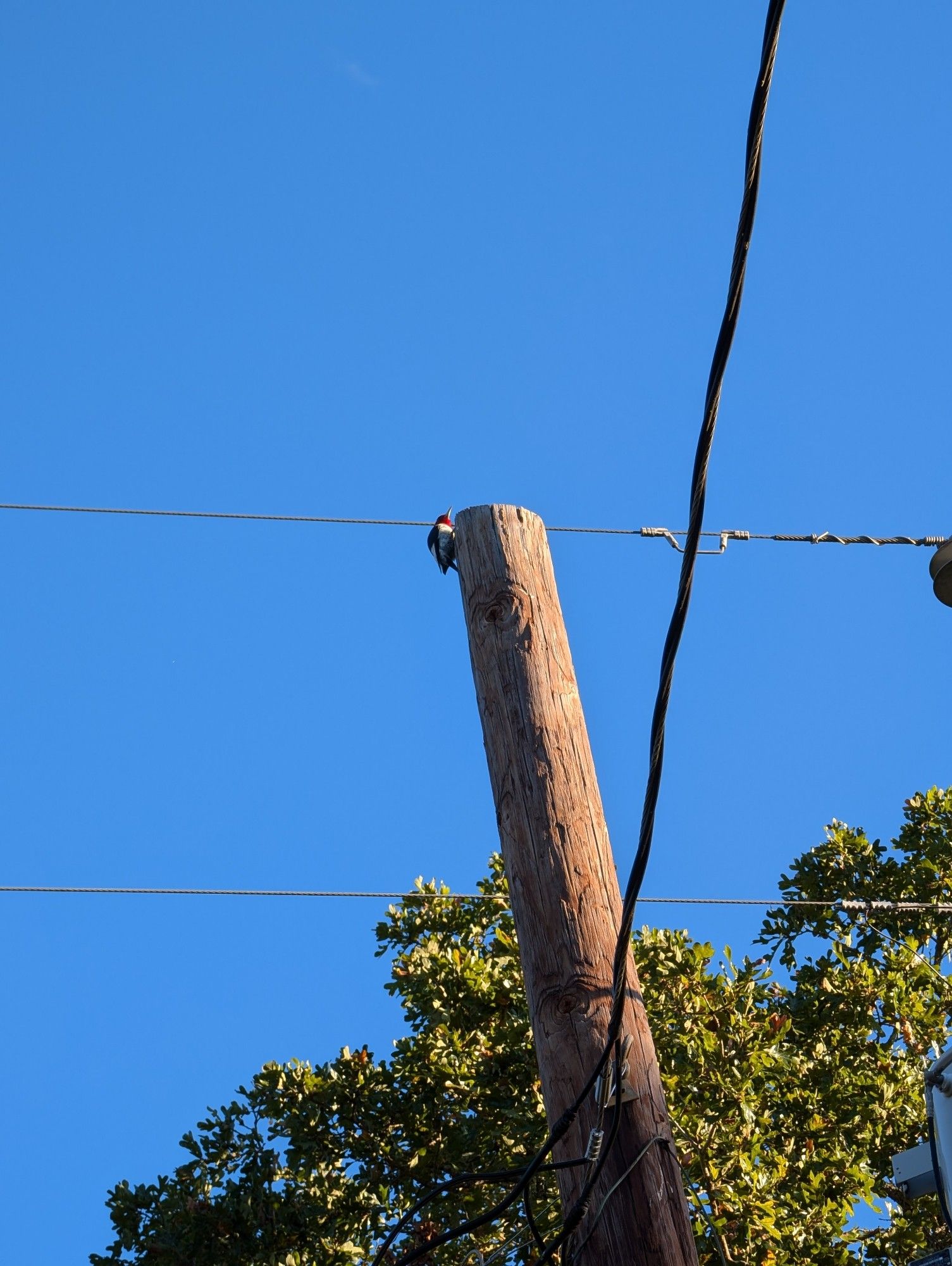 a tiny woodpecker at the top of an electric pole.