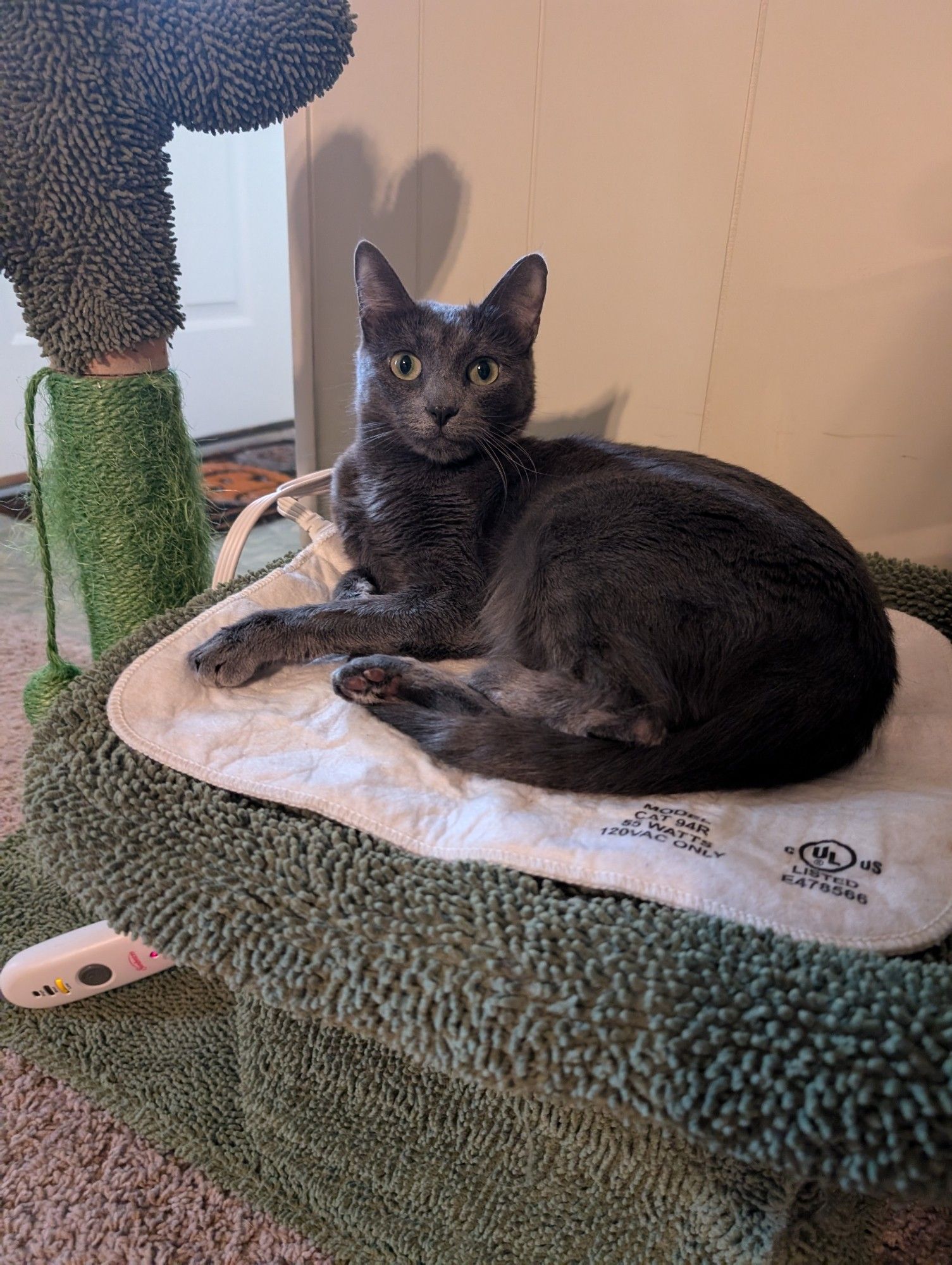 the same grey cat, looking at the camera now. her toe beans on her back leg are visible