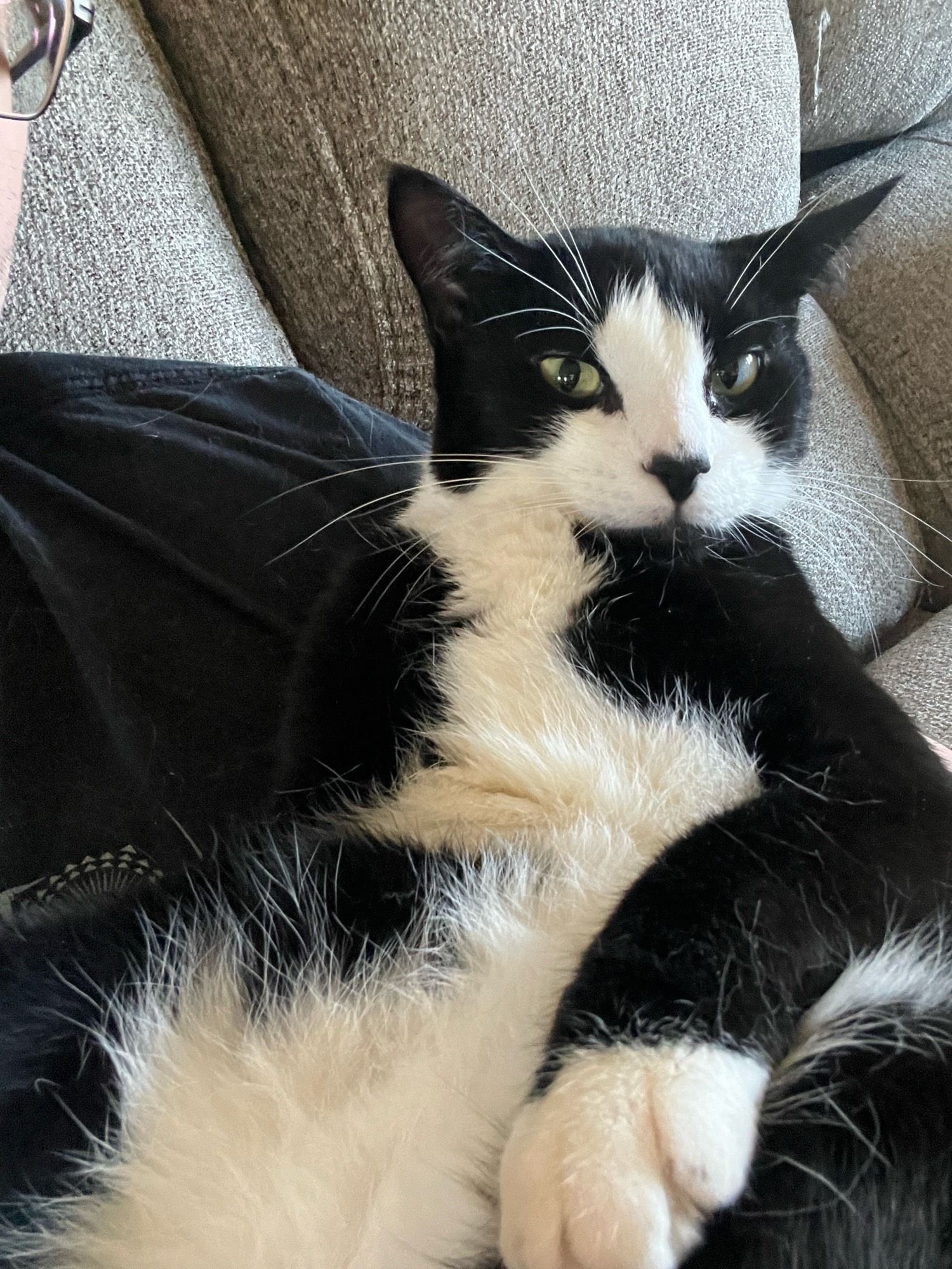 Tuxedo kitty with a smarmy look.