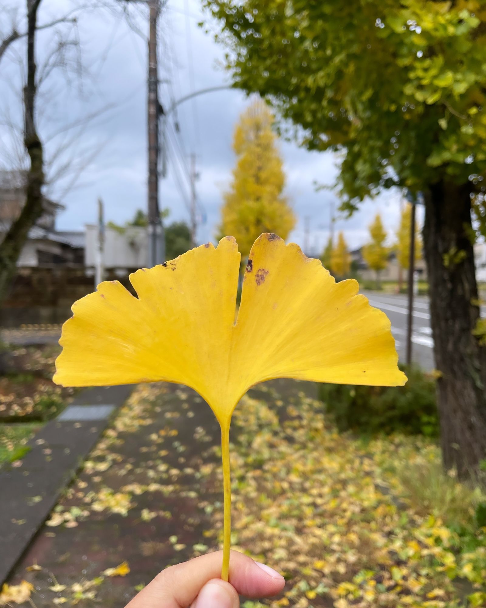 This is what I came for. The Ginko!