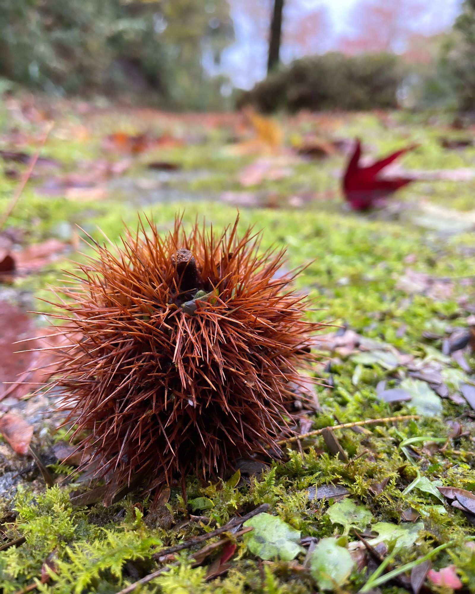 I found this little chestnut along the way.