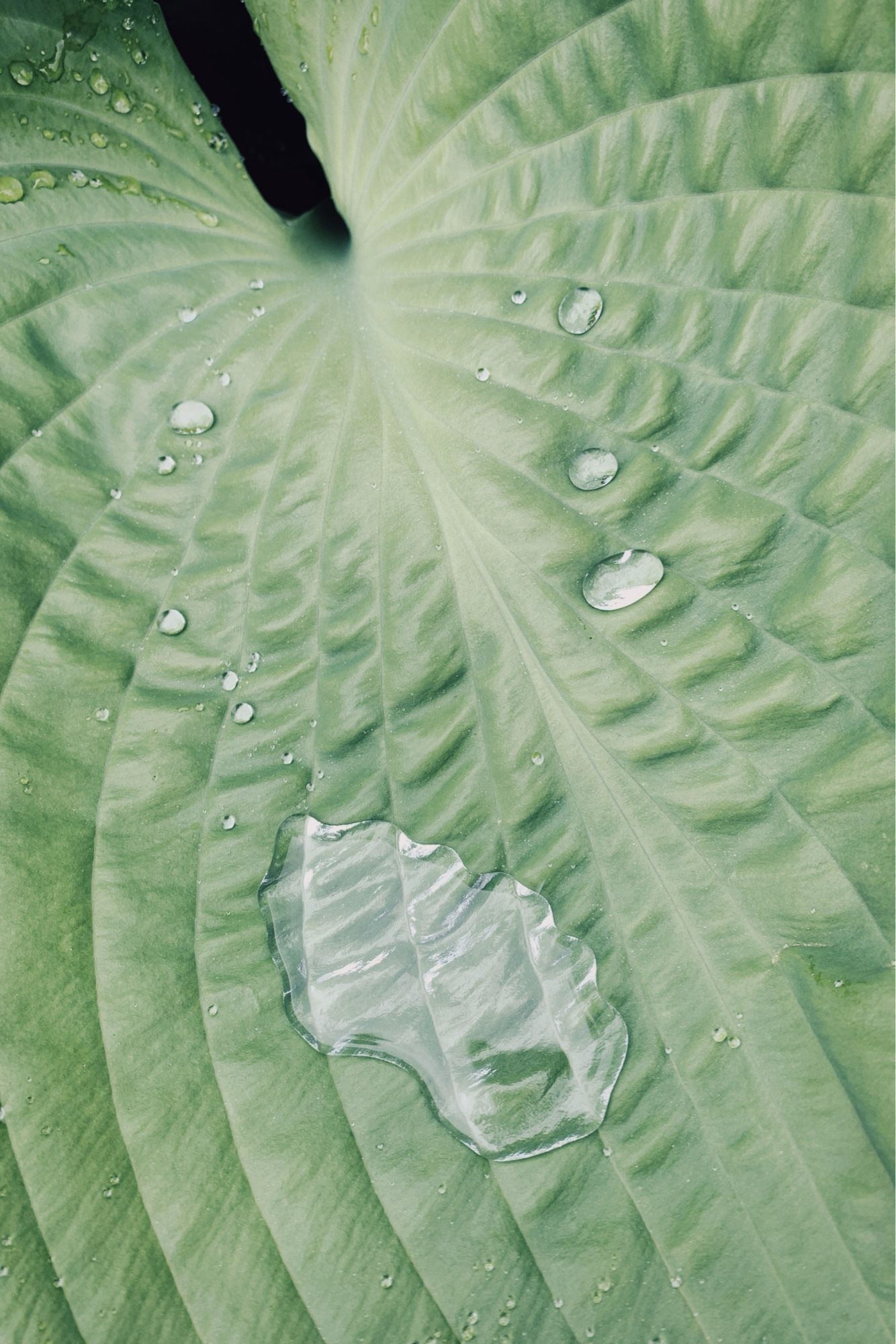 A silvery blob of water on a leaf.