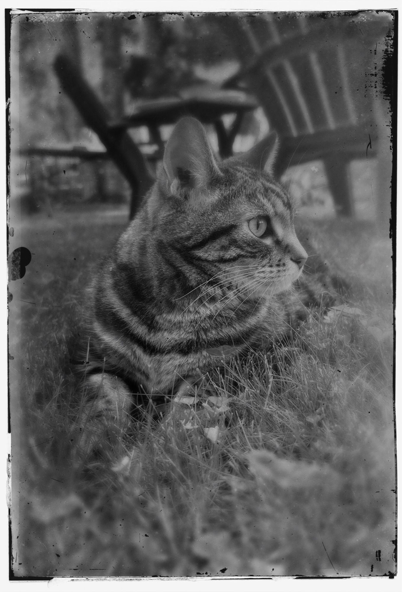 Both pictures are B&W photos of a Bengal cat in the grass.