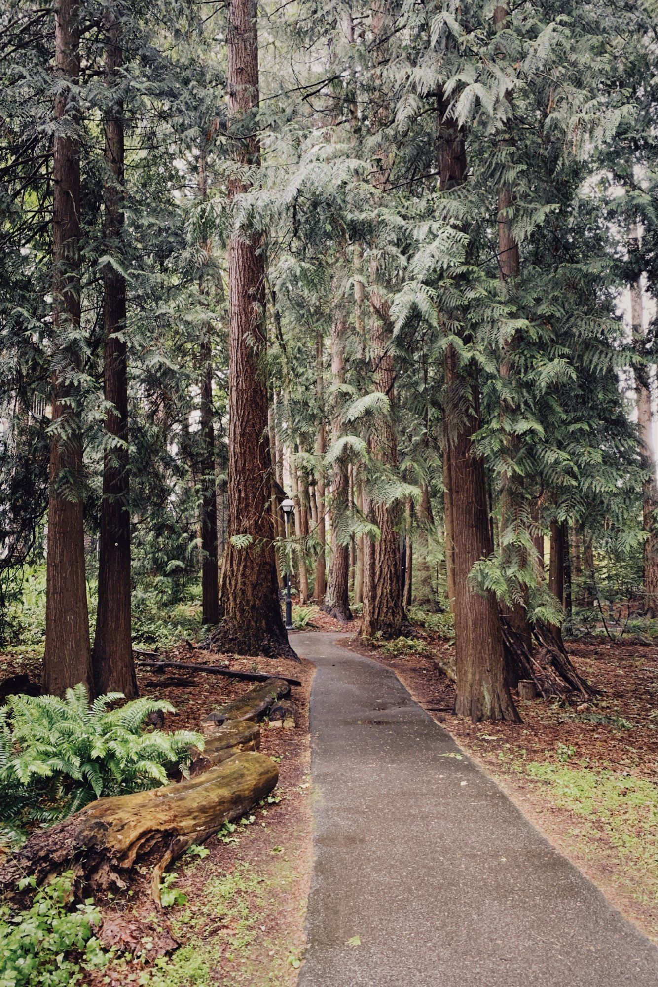 A wet path through big trees on the UBC campus.