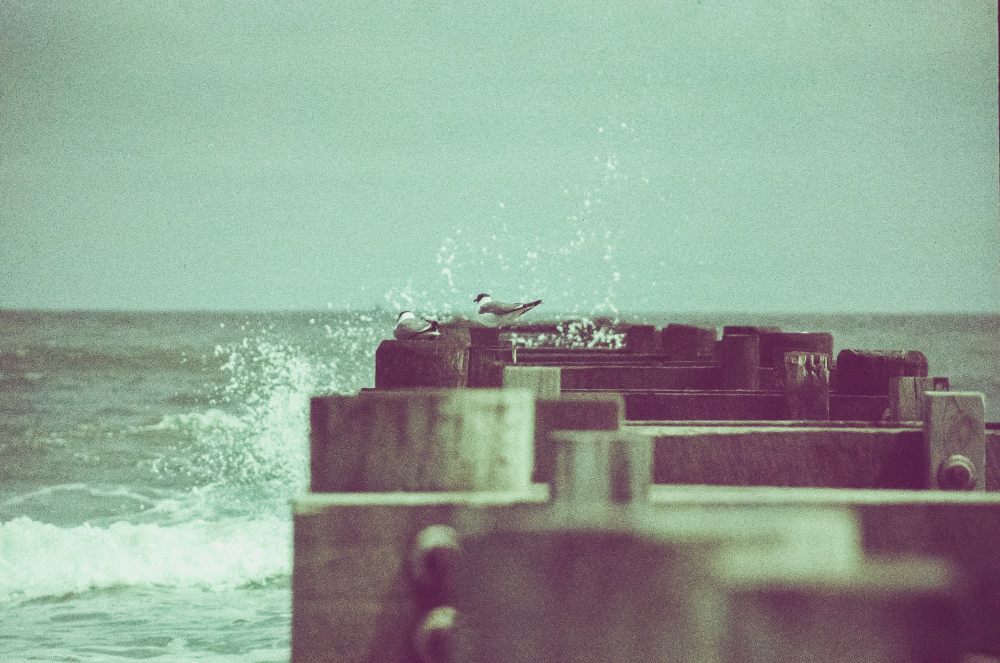 Two seagulls sitting on a log near a storm water drainage pipe that empties into the Atlantic Ocean. The birds are getting splashed by a wave.