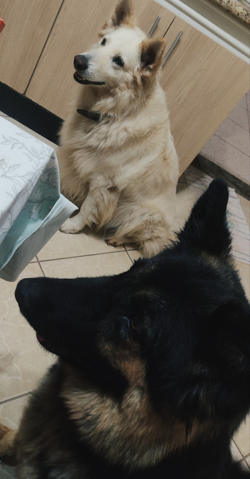 Dois cães esperando a mesa ser servida