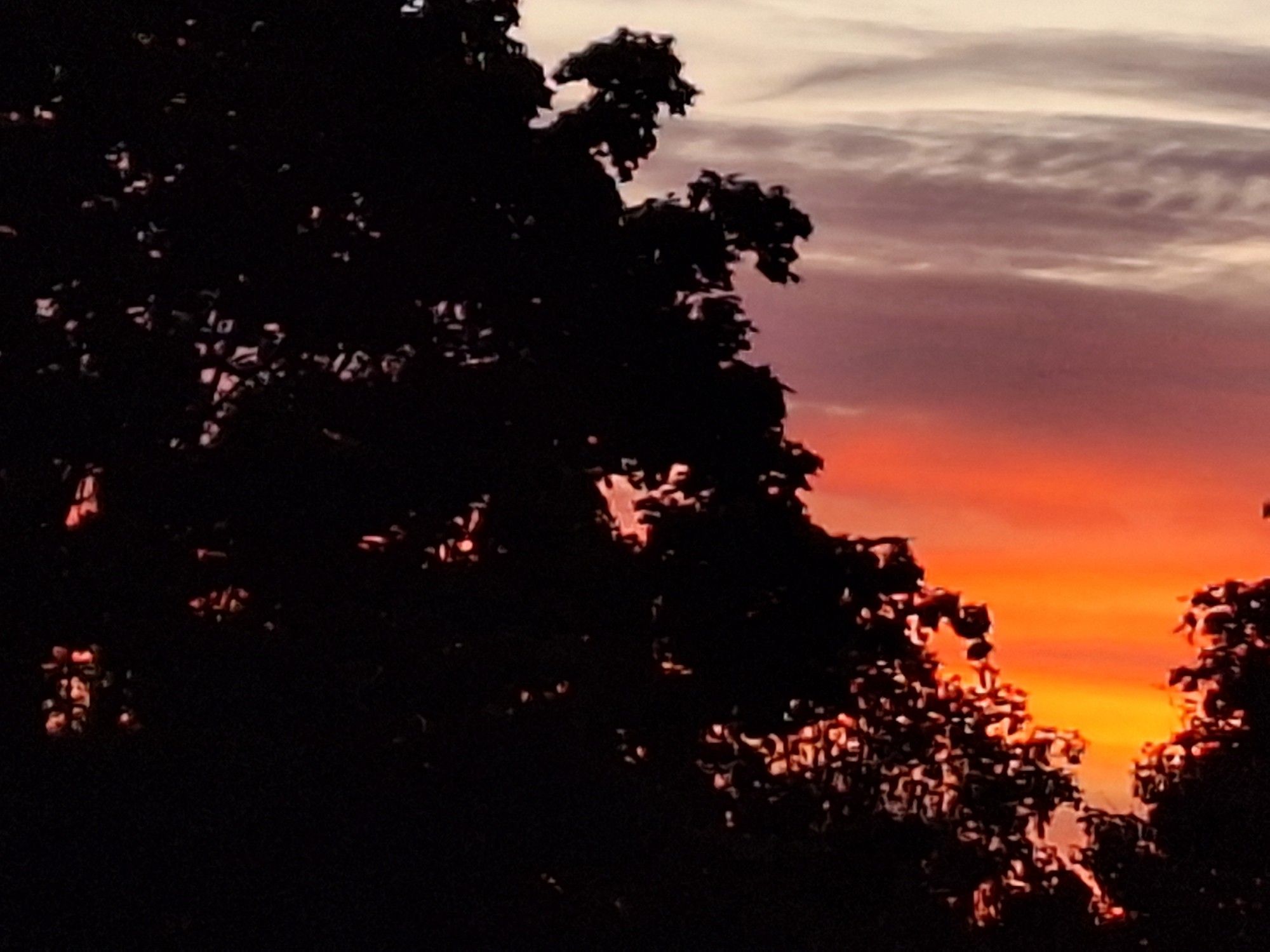 Roter Himmel zwischen Bäumen. Kein Filter.