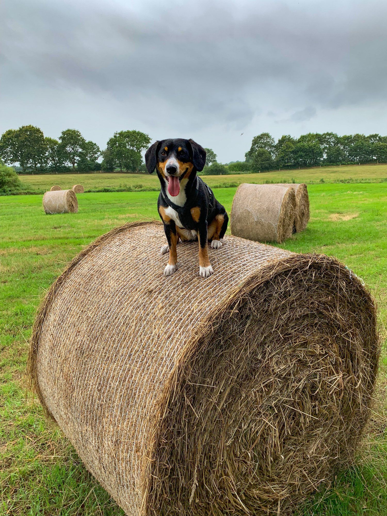 Mittelgroßer, schwarz-braun-weißer Hund sitzt auf großer Strohrolle auf einer Wiese.