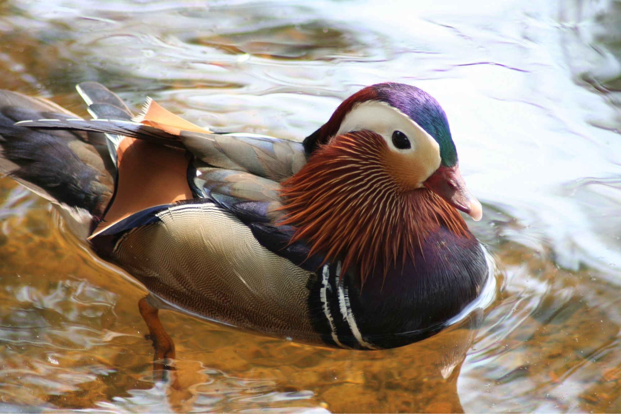 Nahaufnahme einer männlichen Mandarinente, in klarem Gewässer schwimmend.