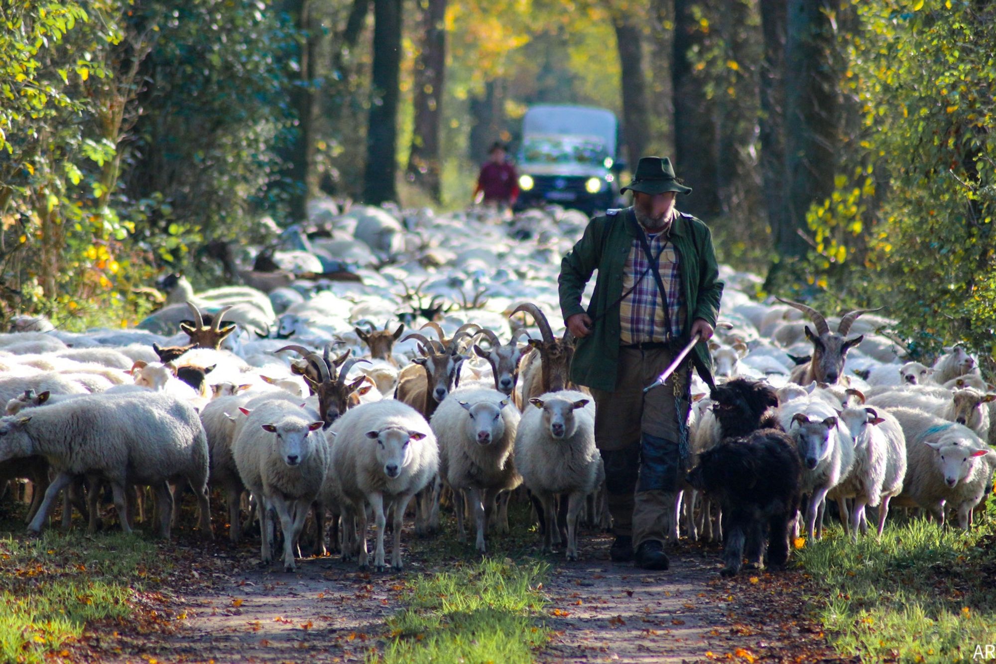 Frontalaufnahme eines Schäfers mit Schafherde, mehreren Ziegen und zwei schwarzen Hunden auf einem herbstlichen Waldweg. Im Hintergrund eine weitere Person und ein Auto mit eingeschalteten Scheinwerfern.