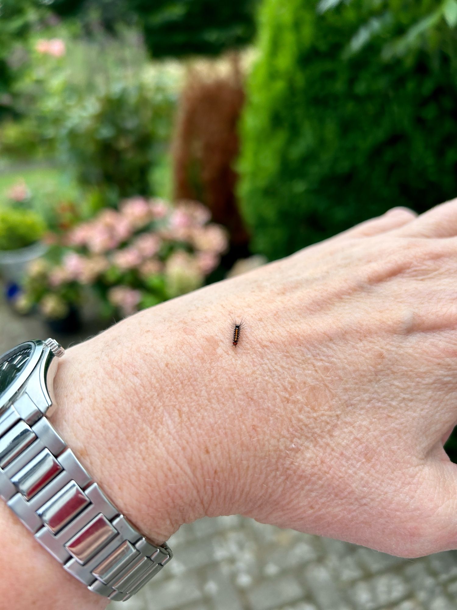 Eine winzige, behaarte, braun-weiße Raupe sitzt auf einer Hand. Am Handgelenk befindet sich eine silberfarbene Uhr, im Hintergrund verschwommene Gartenpflanzen.