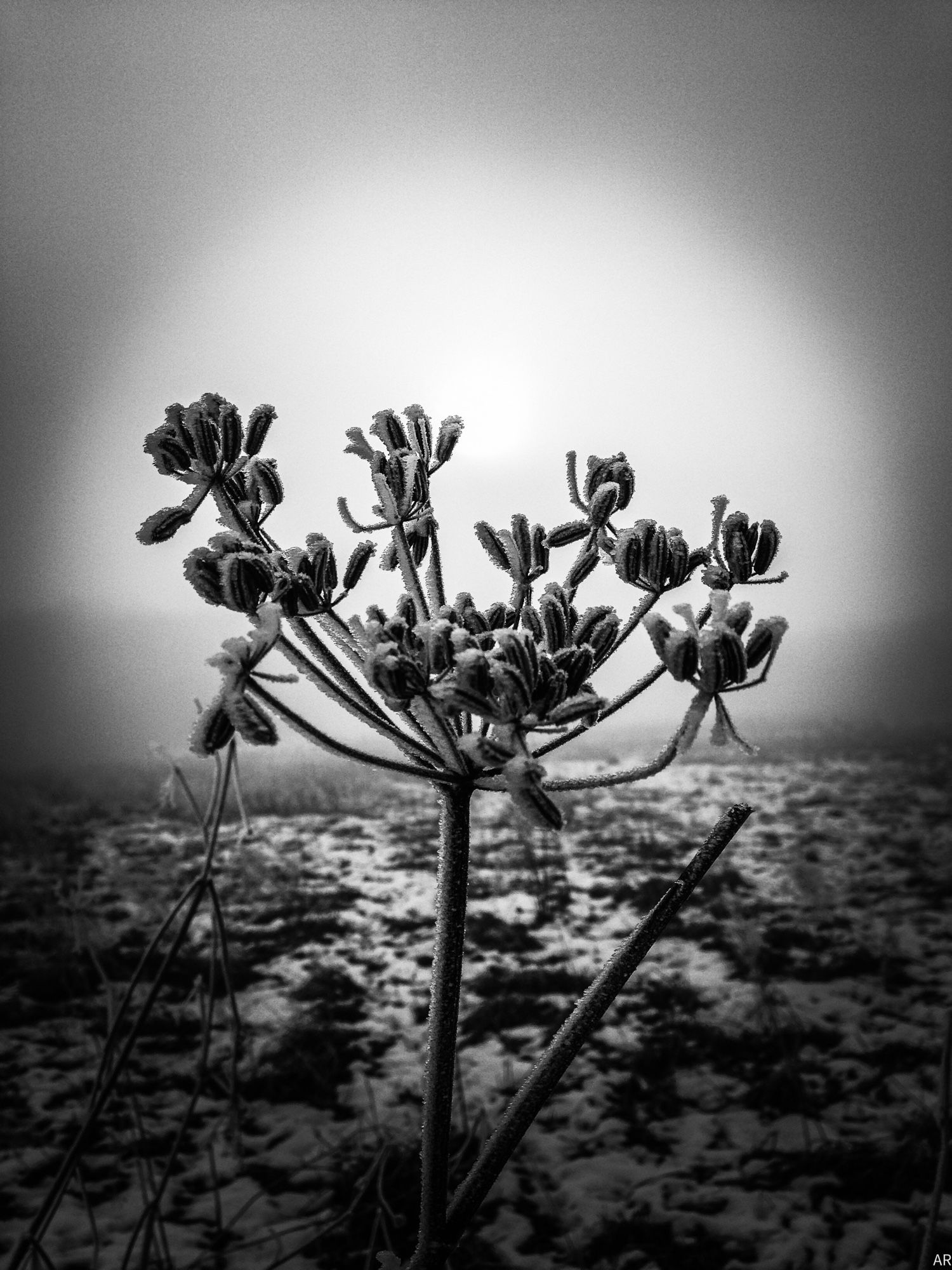 Nahaufnahme einer vertrockneten und mit Raureif überzogenen Fenchelblüte auf einem leicht verschneiten Acker bei Nebel. Um die Blüte herum ist eine Art Lichtkreis zu erkennen. Schwarzweiß-Aufnahme.