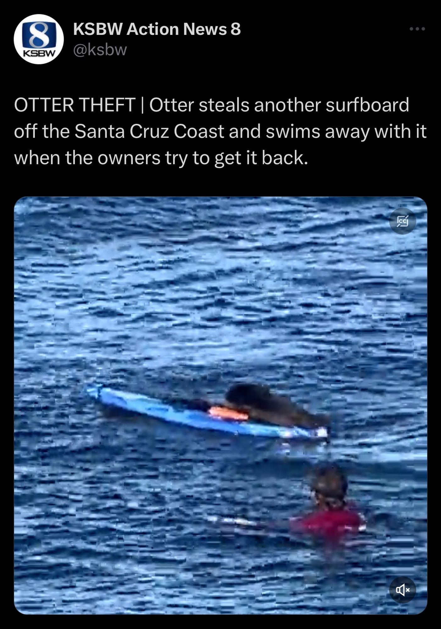 KSBW Action News 8
OTTER THEFT Otter steals another surfboard off the Santa Cruz Coast and swims away with it when the owners try to get it back.
-Picture of an otter on a surfboard taunting the surfer