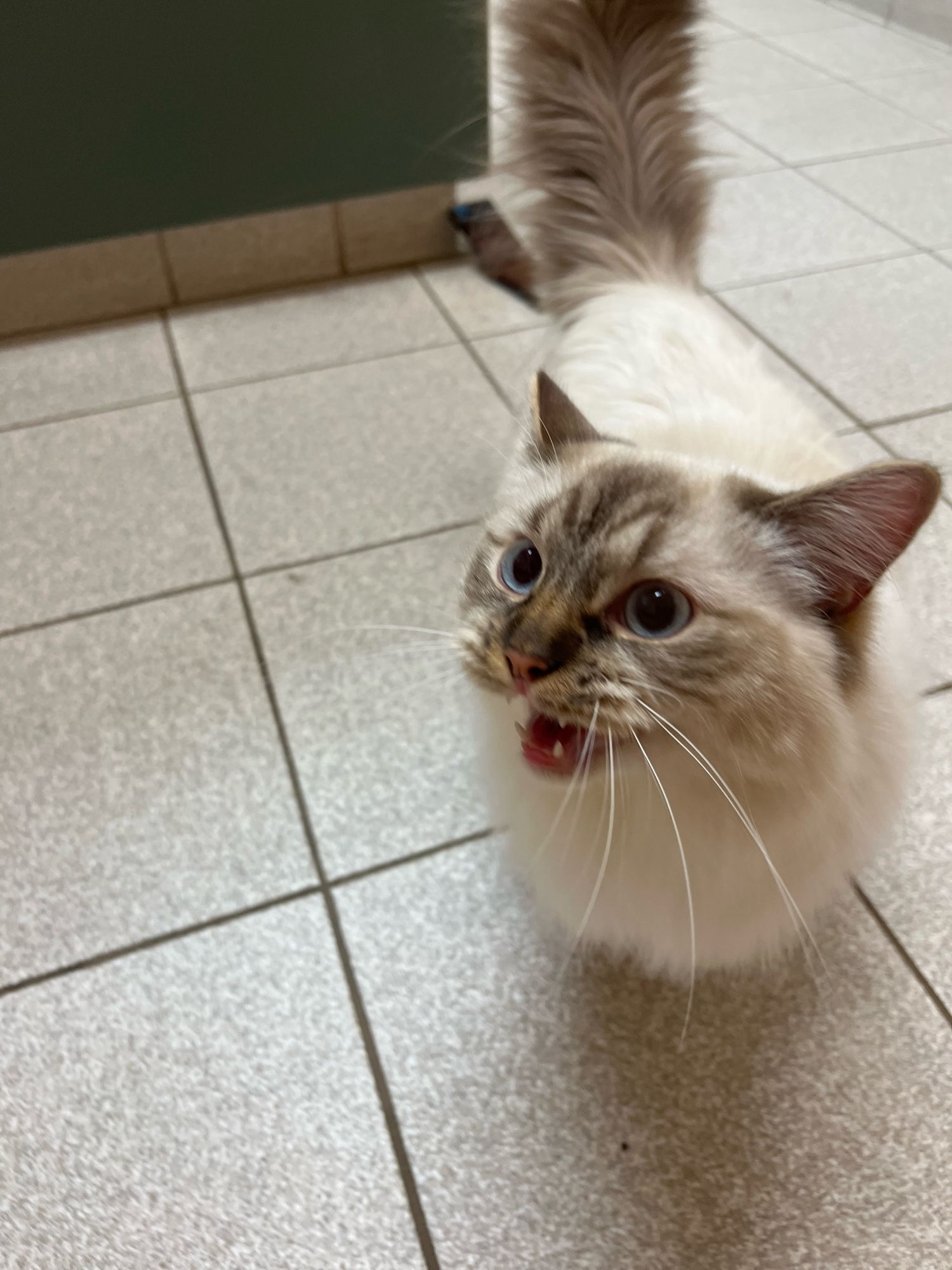 A large, fluffy white cat photographed mid-meow