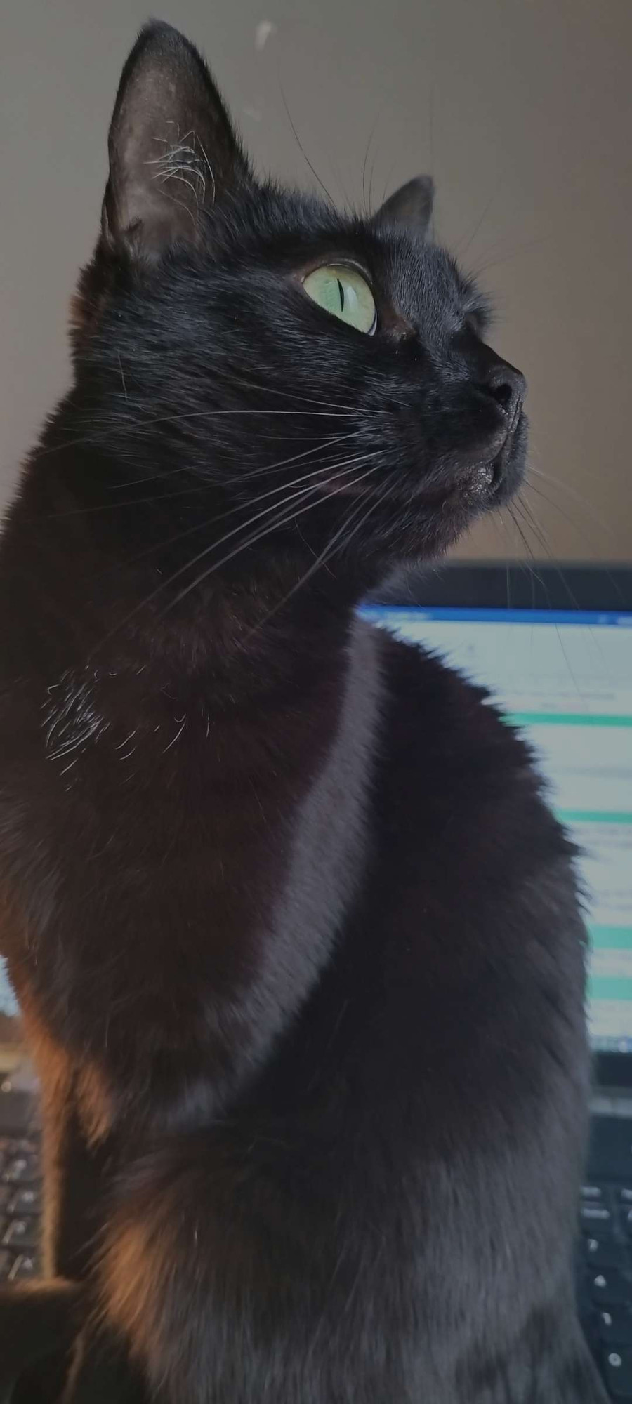 A small black cat with green eyes is sitting on a laptop keyboard. Her body is facing left, but she's looking up over her left shoulder.