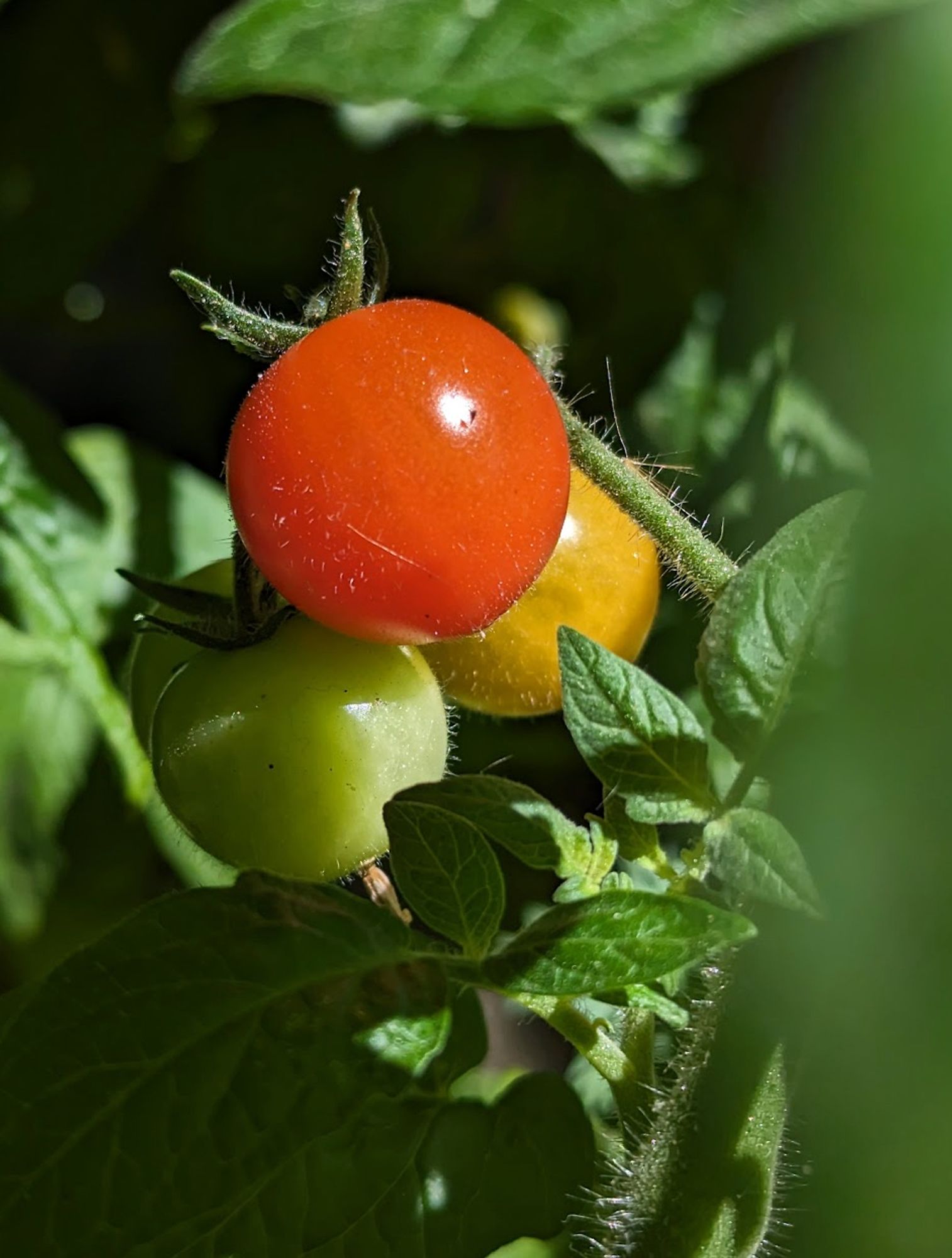 Tomatoes