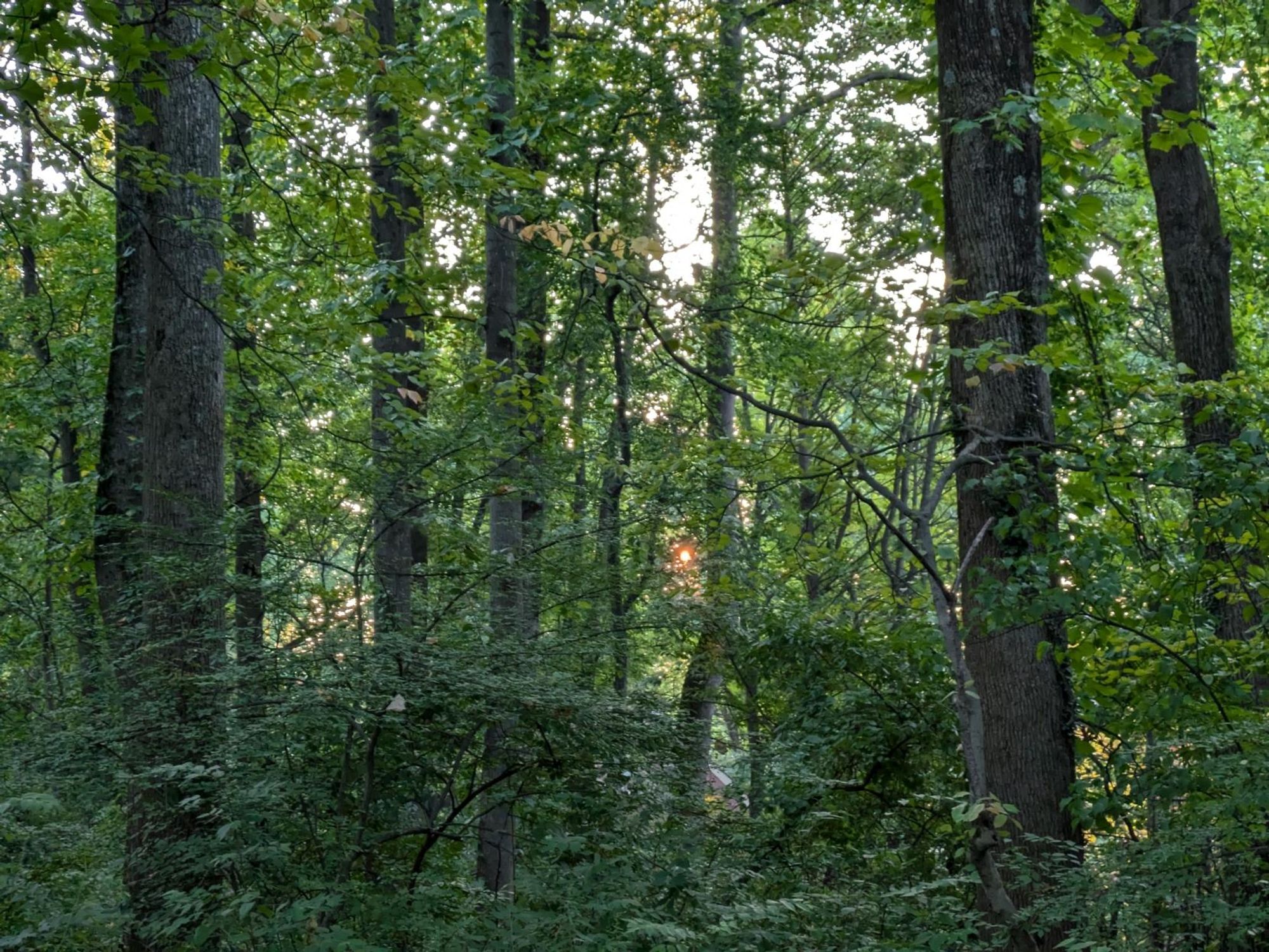 Photo: The sun is a tiny spot of glowing gold shining through lush green foliage in the woods. There are several dark, straight tree trunks throughout the scene.