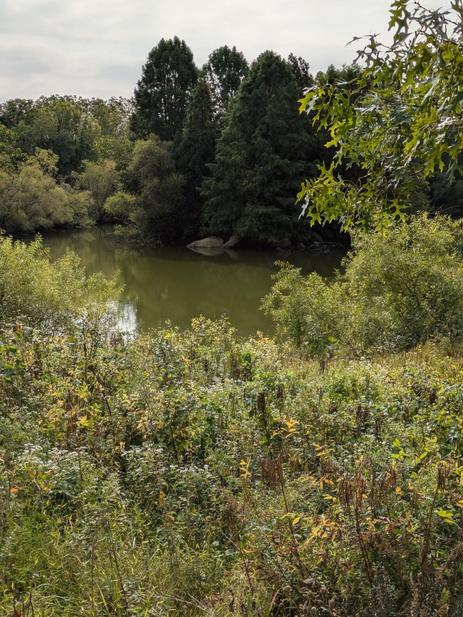 Photo: The smooth green surface of a woodland pond with three tall conifers in the background. There is a rounded boulder in the water just in front of those trees. The rest of the pond is surrounded by other trees and browse — a lot of low willow in the foreground. The sky is gray and overcast.