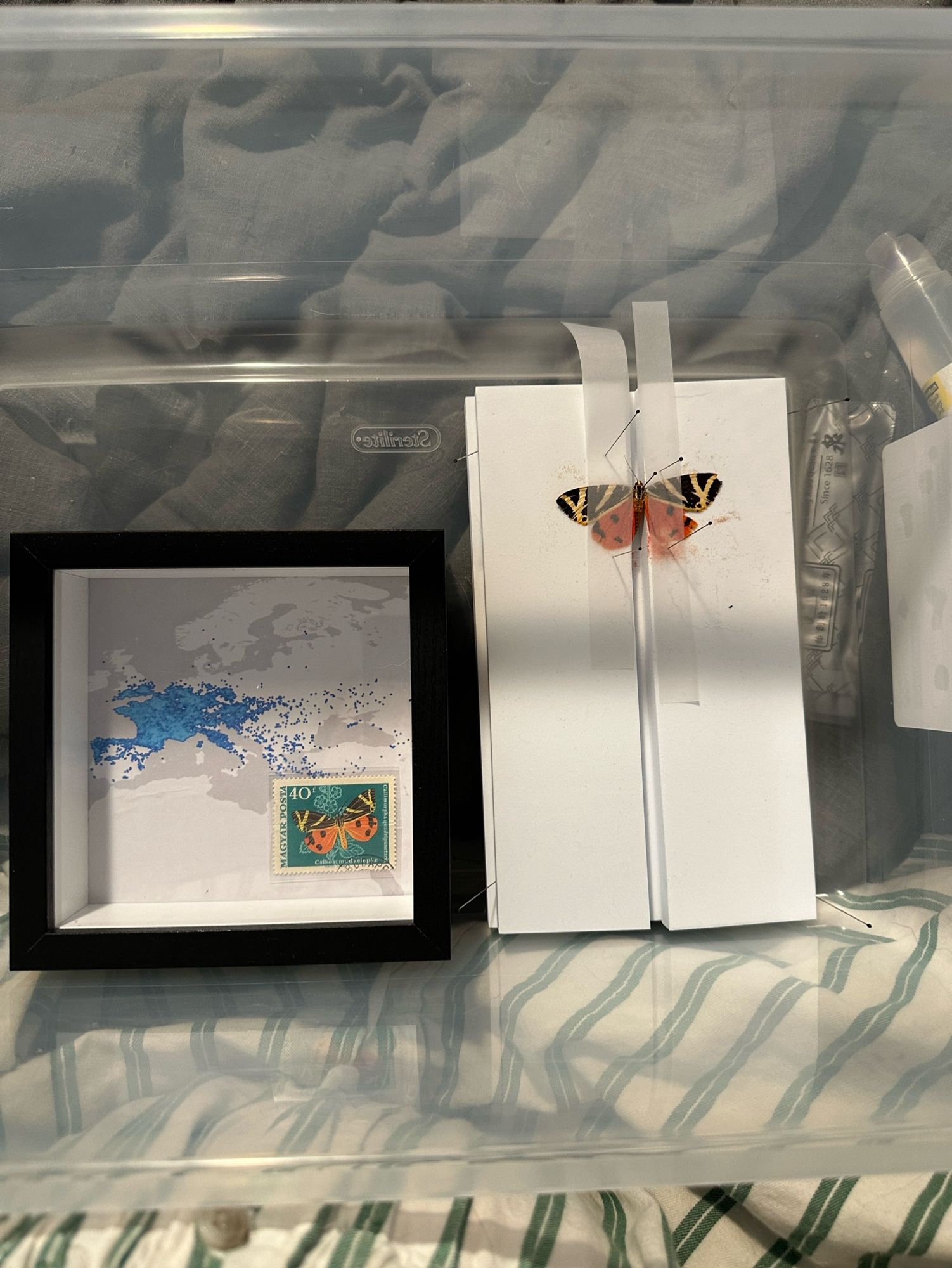 Shadowbox with an old stamp of a jersey tiger moth. The background is a map of the range of observations of the species. Beside it is a specimen of the same moth rehydrated and pinned on a butterfly pinning board.