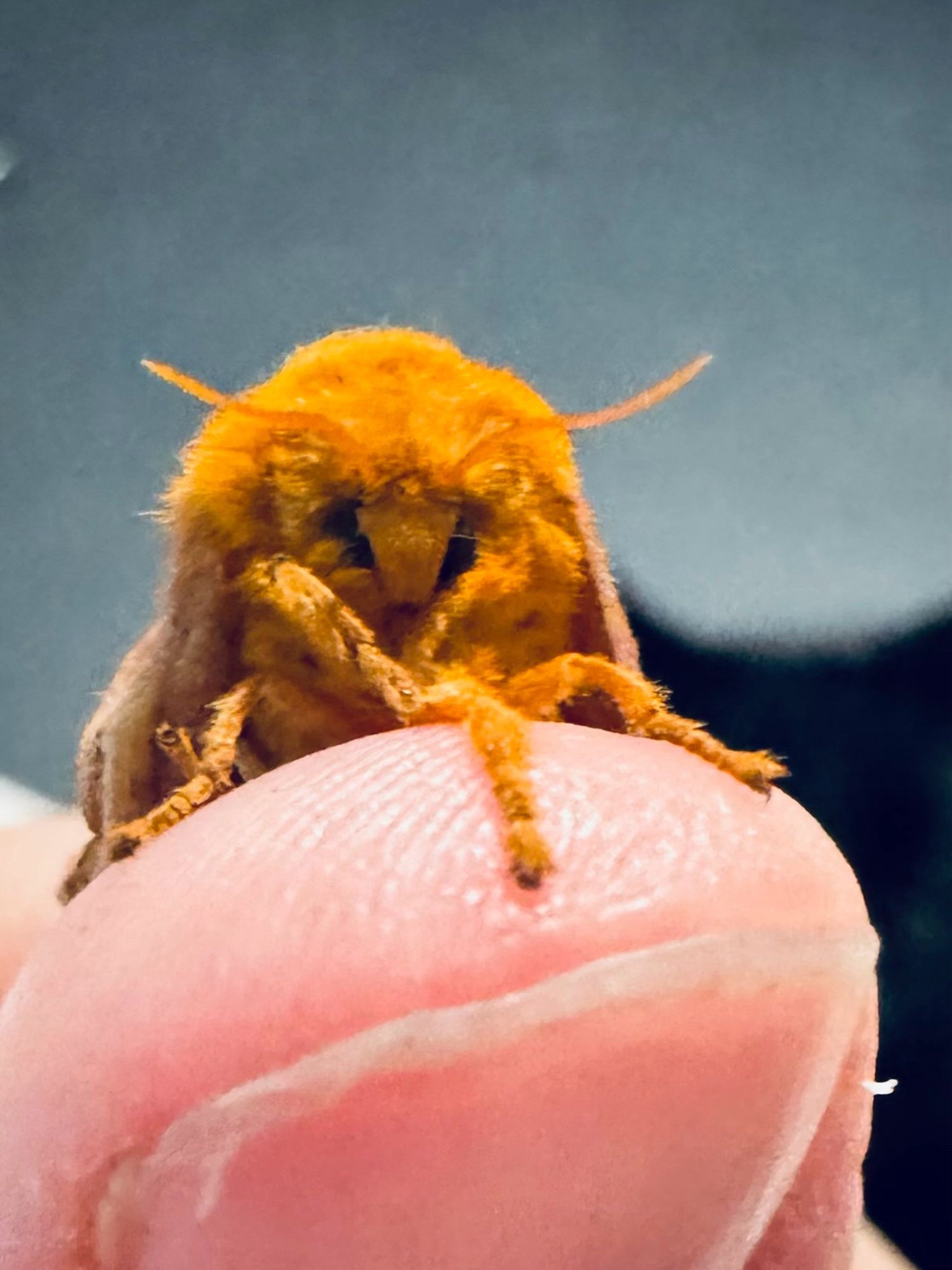 A fuzzy orange moth