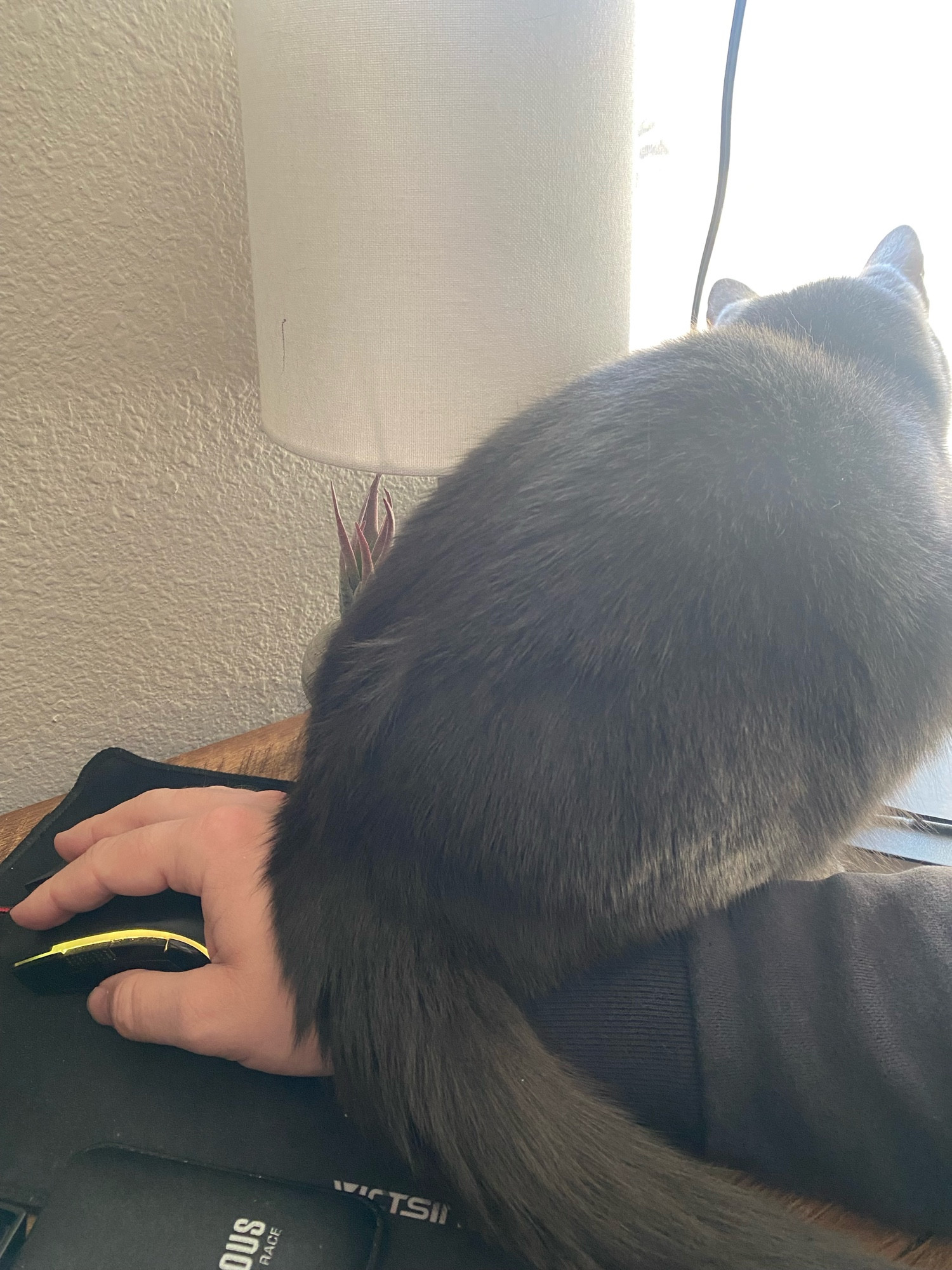 A cat ass sitting on my mouse hand