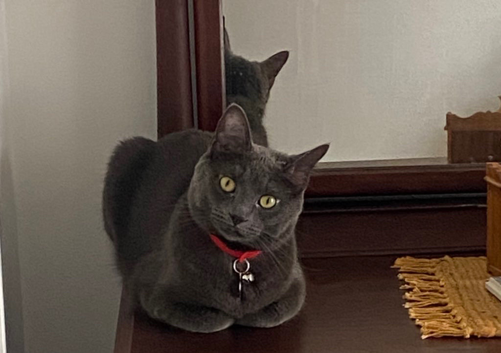 My cat Kimi, grey with a red collar, in full loaf mode. He sits on a dresser with a large mirror