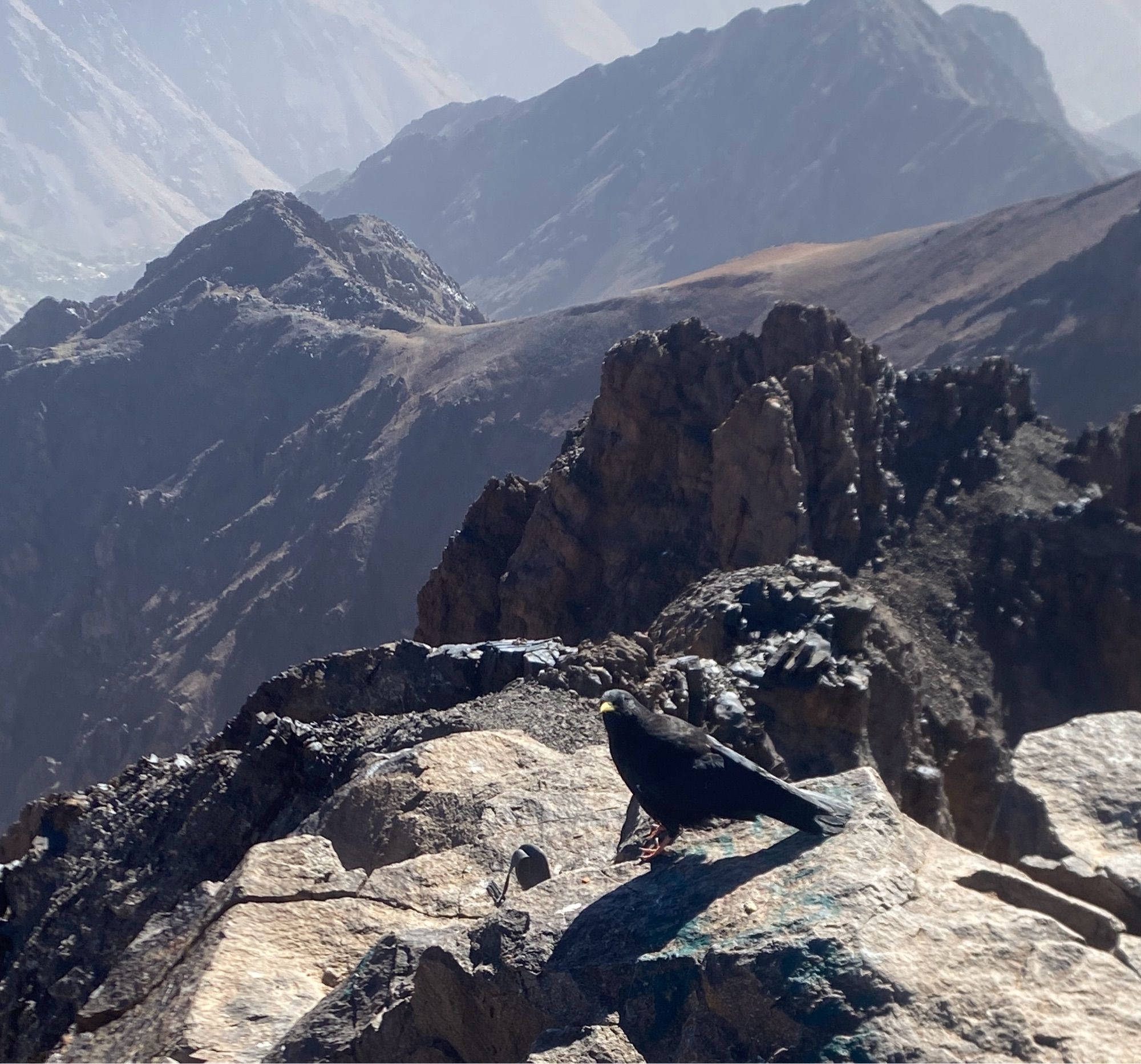 alpine chough, smug so and so