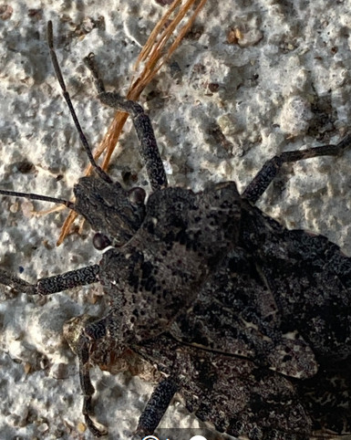 A close up showing a more pointed 'nose' with a sort of divet on a rough stink bug, native in western montana and other N.Am. areas. NOT a brown marmorated stink bug! these two are often confused.