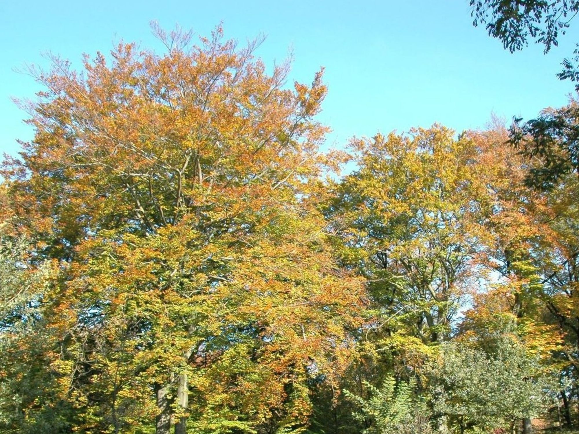 Symbolbild: Bäume im Herbst. Quelle: Stadt Wuppertal