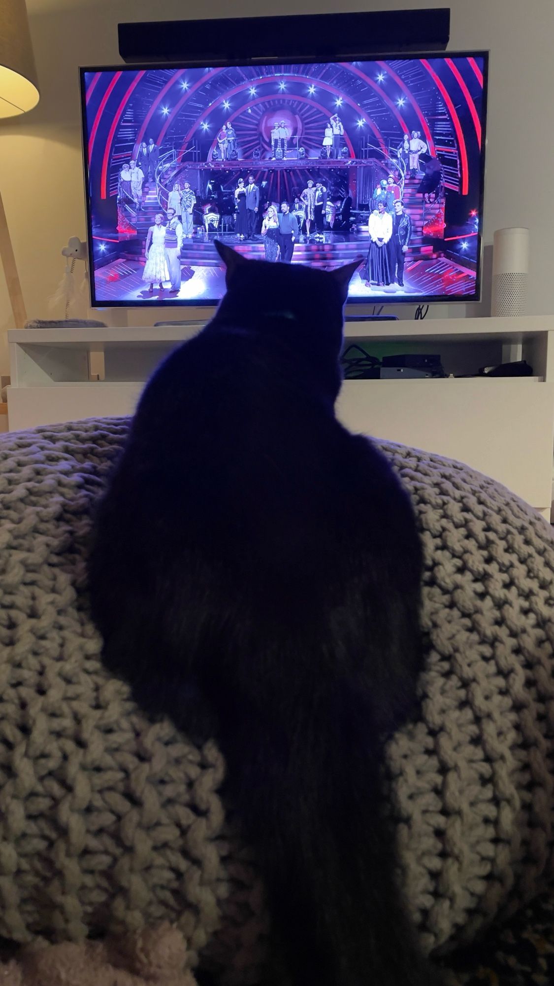 Black cat watching Strictly Come Dancing the Results