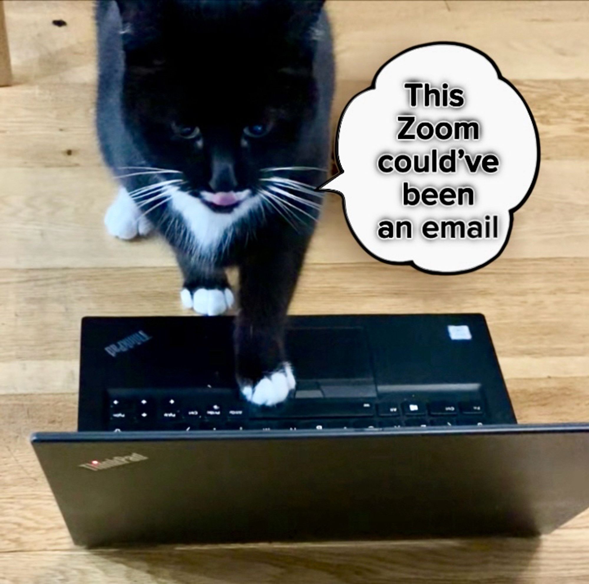 Tuxedo cat using a laptop for a Zoom call with caption of cat saying this zoom could’ve been an email