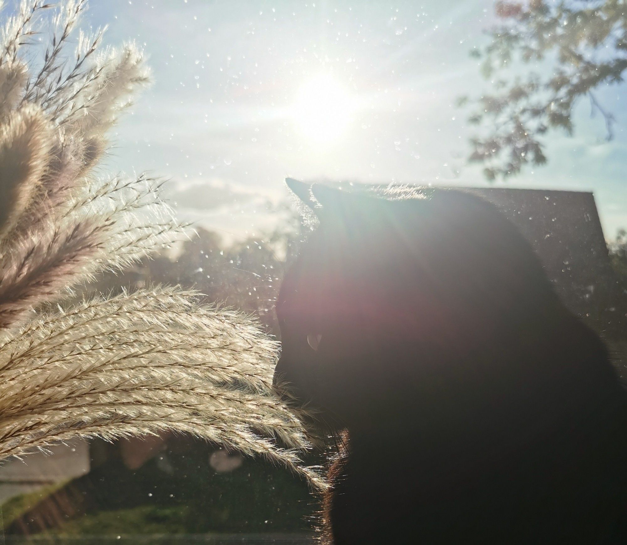 Der schwarze Kater sitzt auf der Fensterbank und schnuppert am Pampasgras neben sich. Im Hintergrund durch die Fensterscheibe ist der blaue Himmel und die Sonne zu sehen.