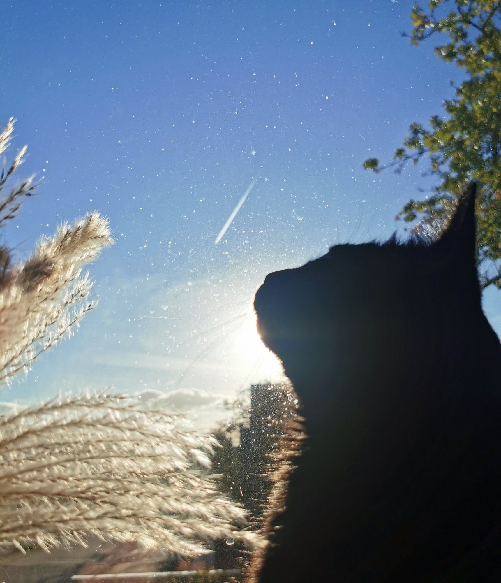 Der schwarze Kater sitzt auf der Fensterbank und schaut in den Himmel, man könnte meinen er schaut den Flugzeug hinterher, dessen Kondenssteeifen am Himmel zu sehen sind.