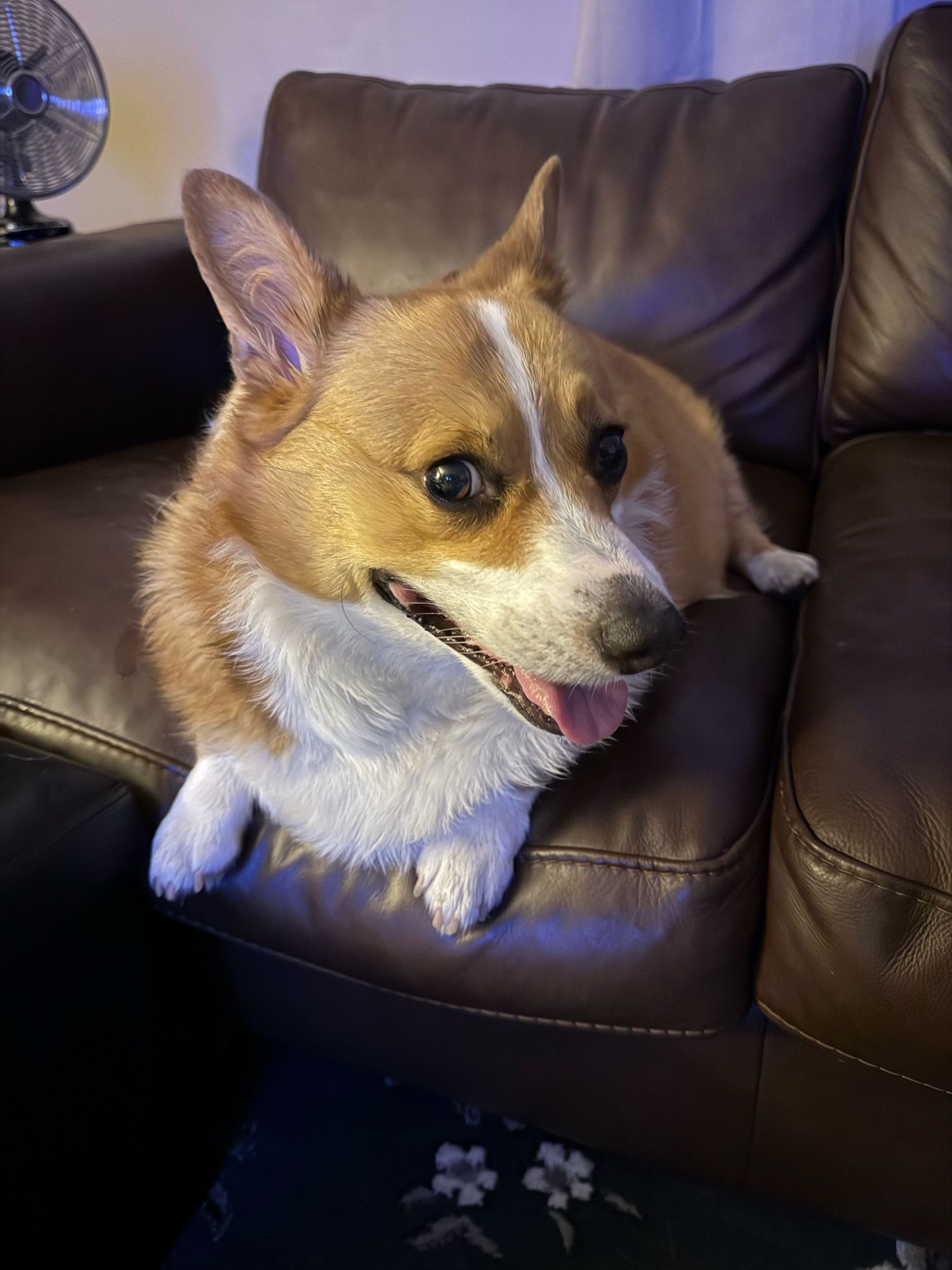 a welsh pembroke corgi laying on a couch panting from the heat with a small fan on him while waiting for the AC to properly cool