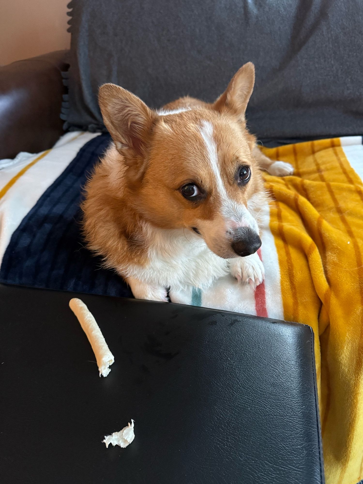 a just bathed pembroke welsh corgi that rolled in something horrible on his morning walk